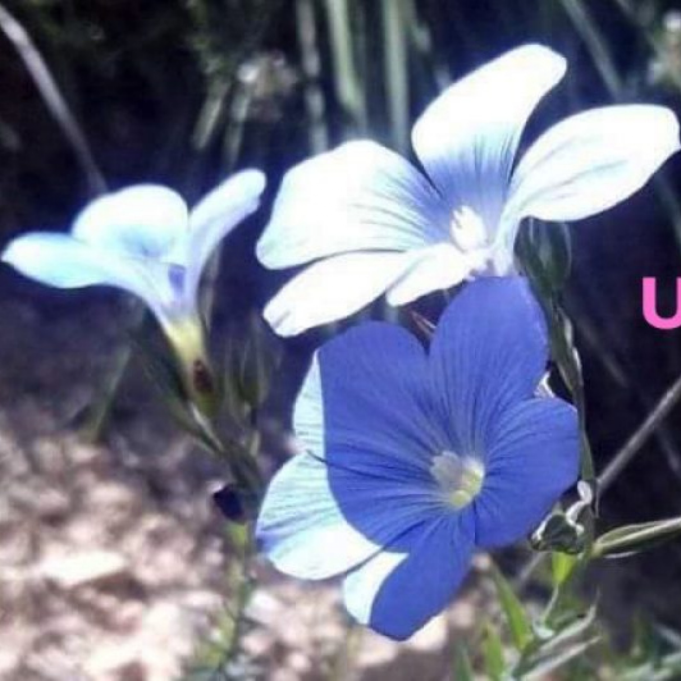 «Radio» UnPlanDivino