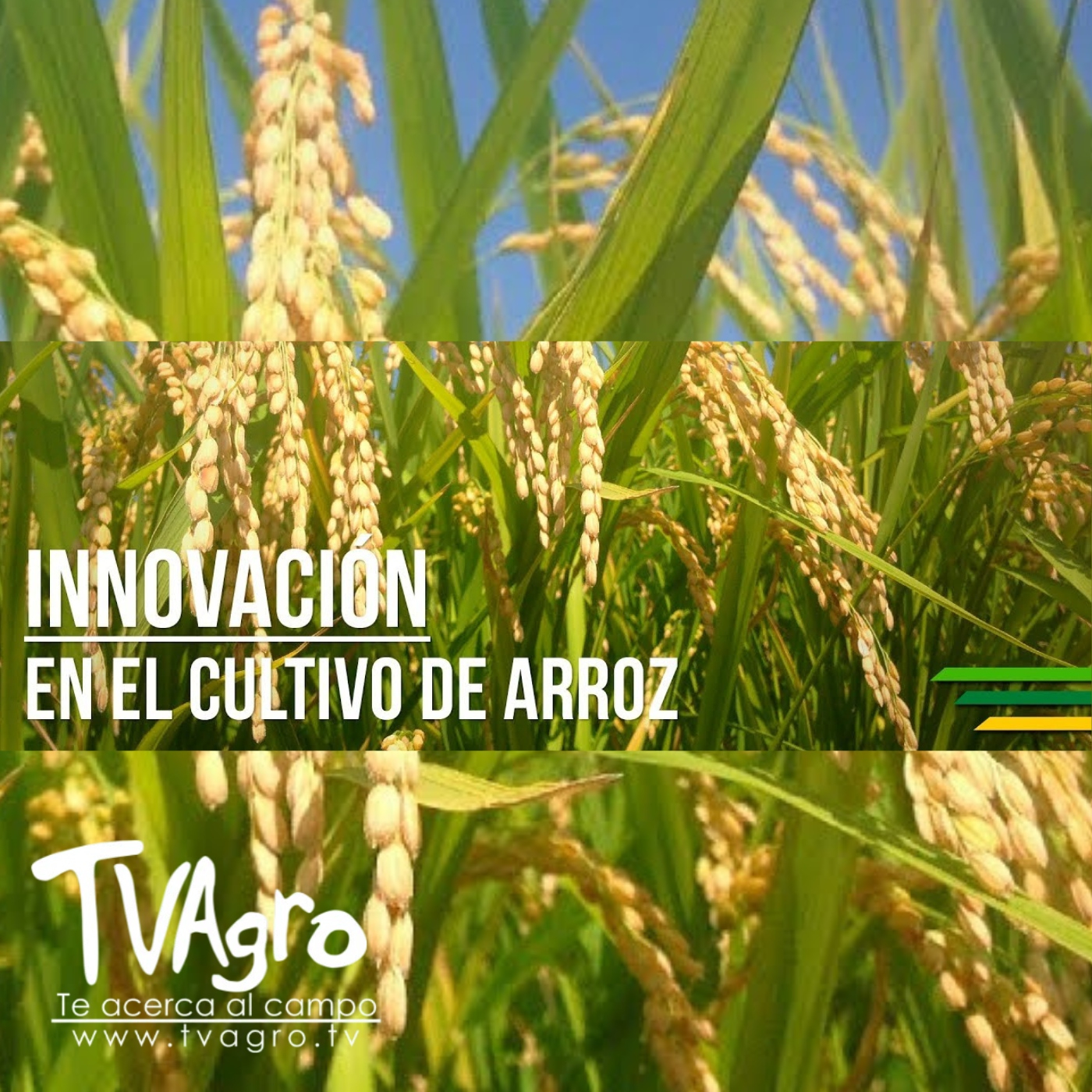 TV AGRO