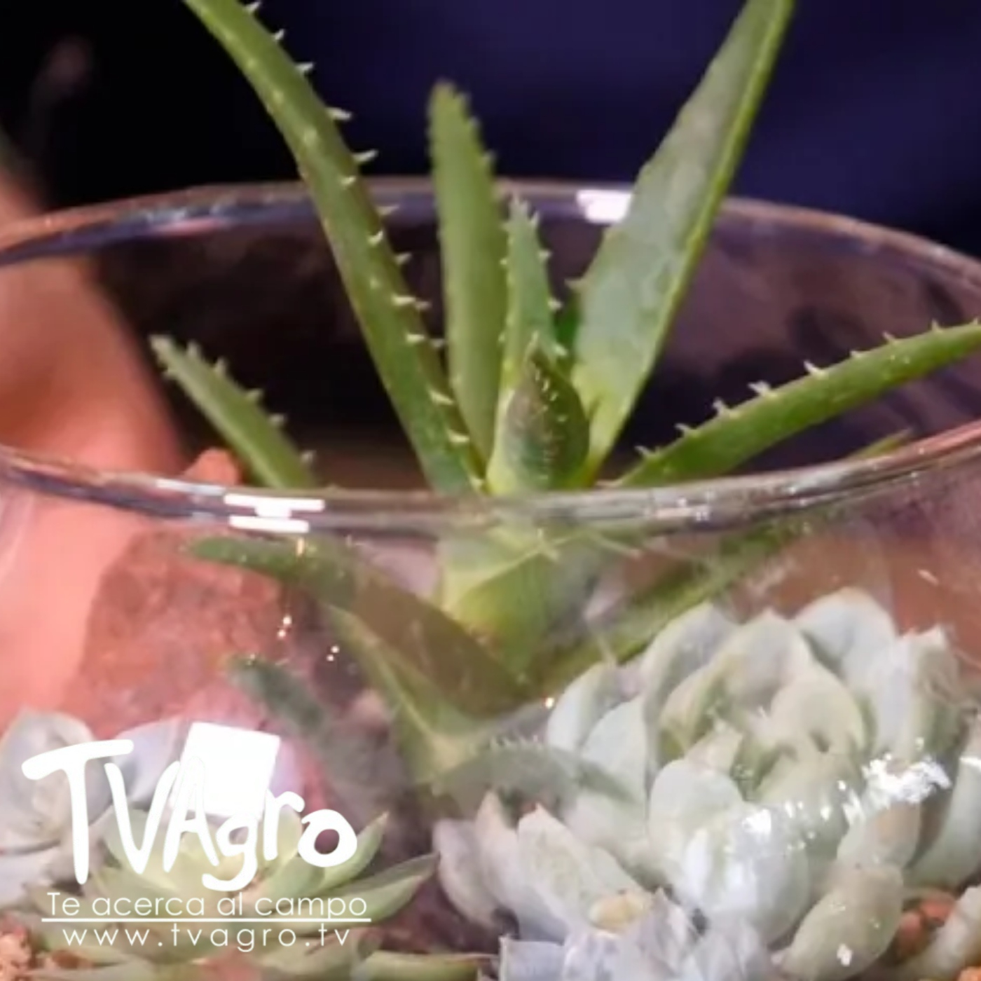 TV AGRO