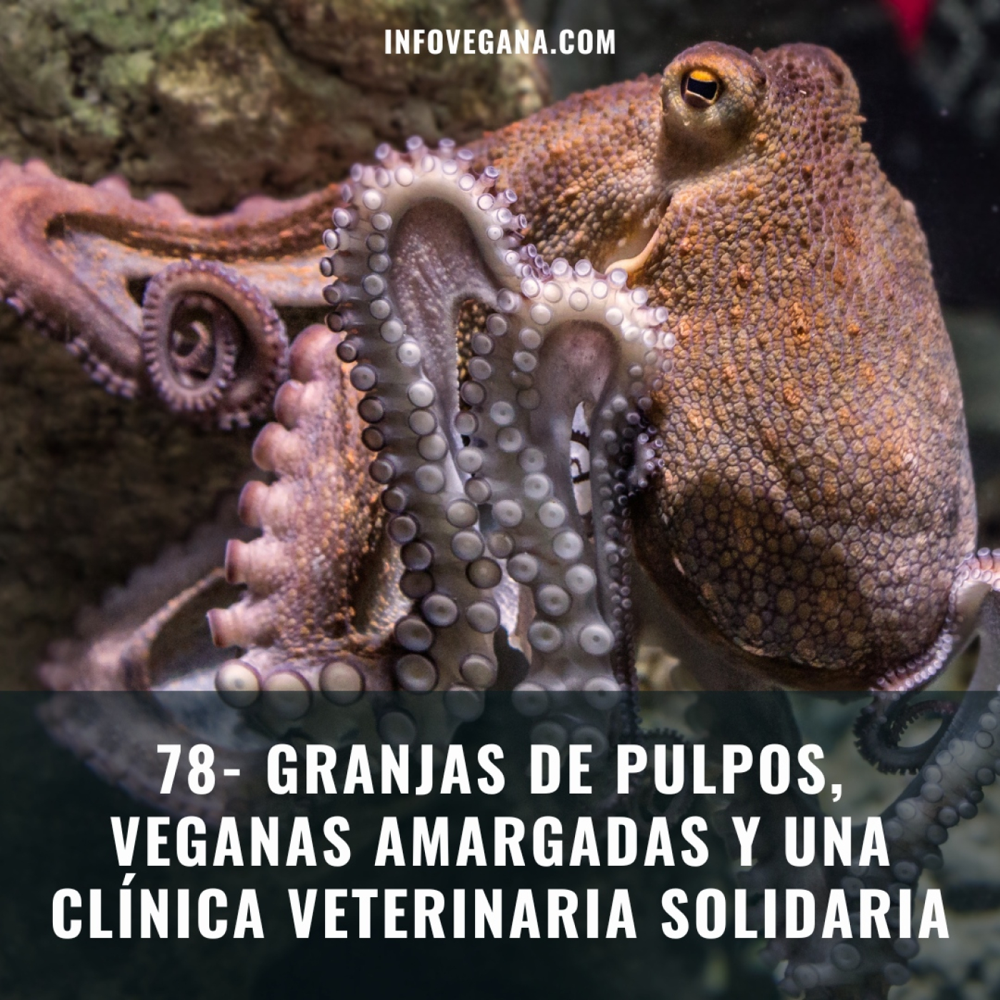 Infovegana, podcast de veganismo y sostenibilidad