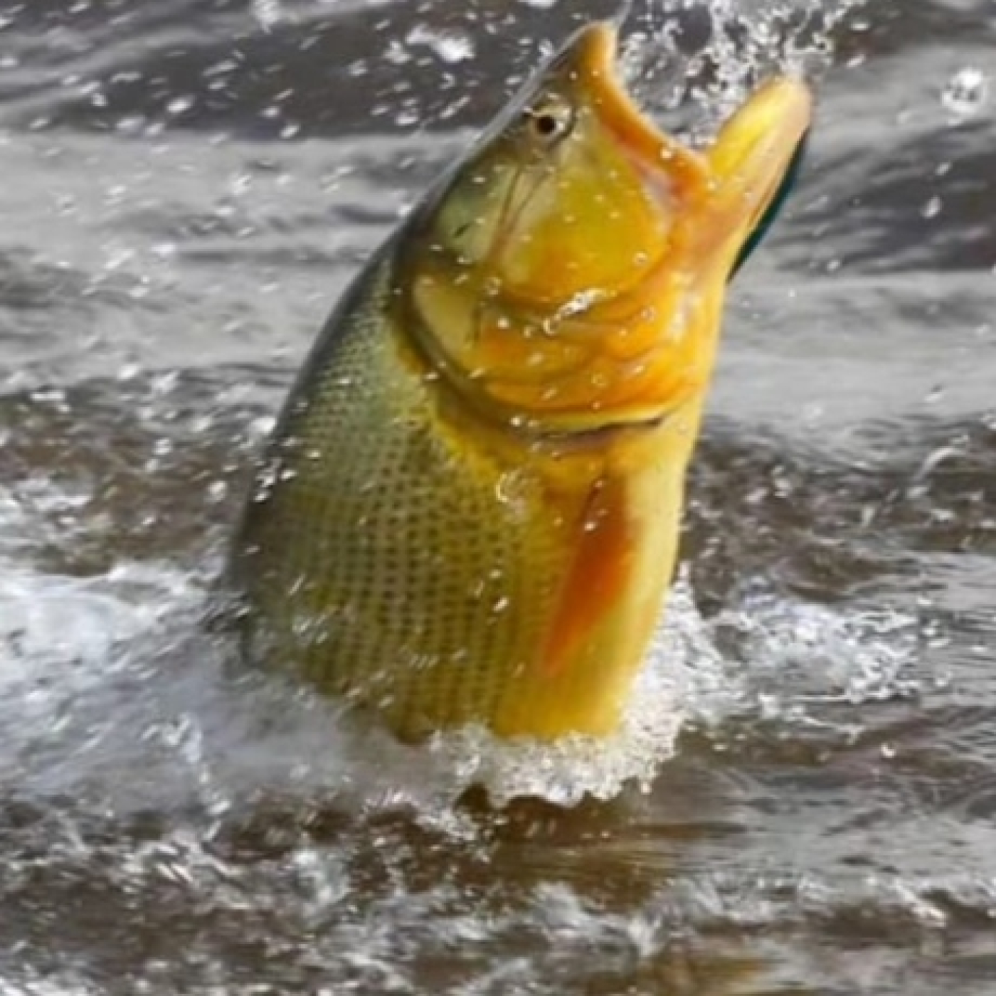 Planeta Pesca