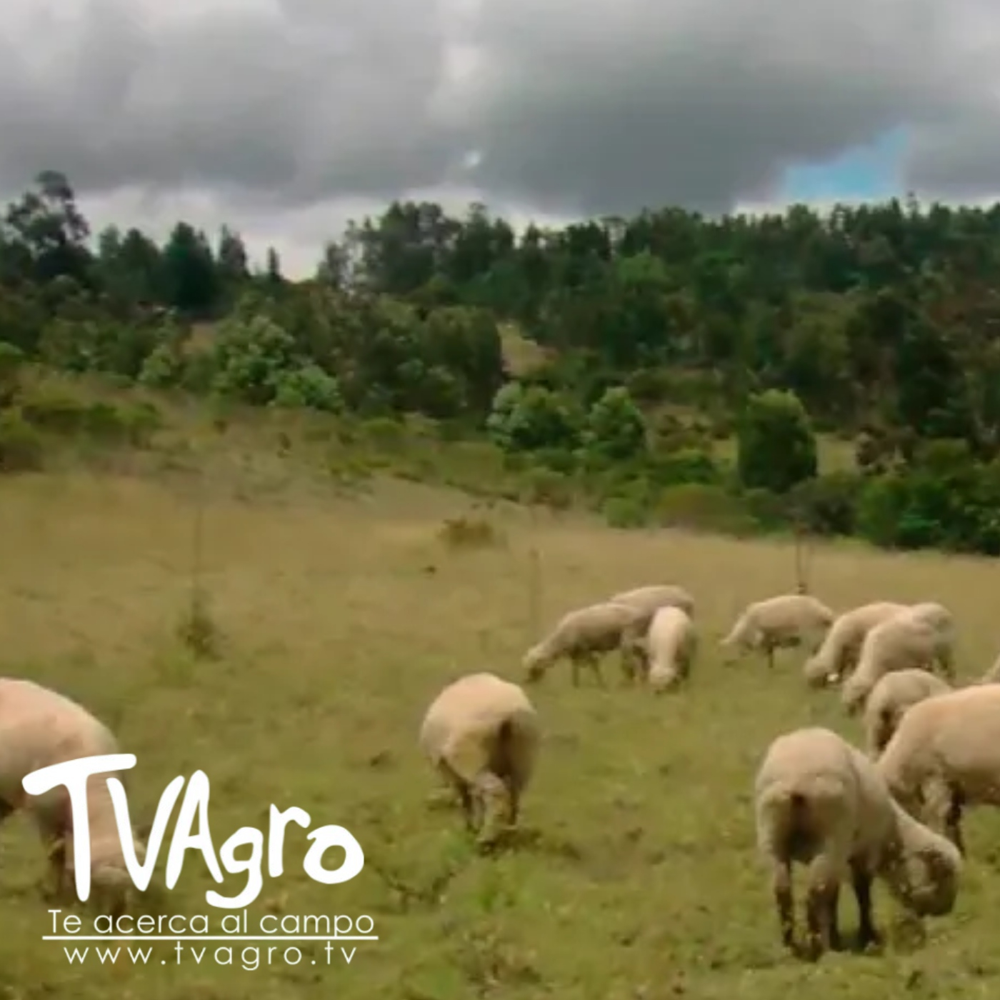 TV AGRO