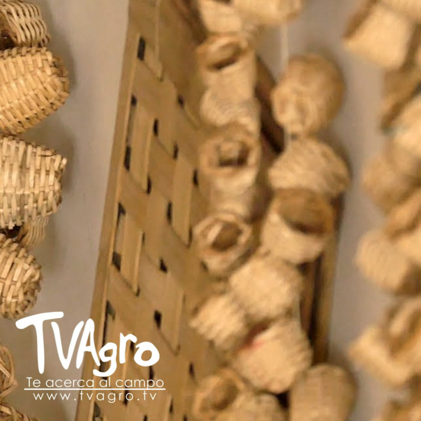 Fibras De Guadua Hechas Arte - La Cestería - TvAgro por Juan Gonzalo Angel — TV AGRO cover