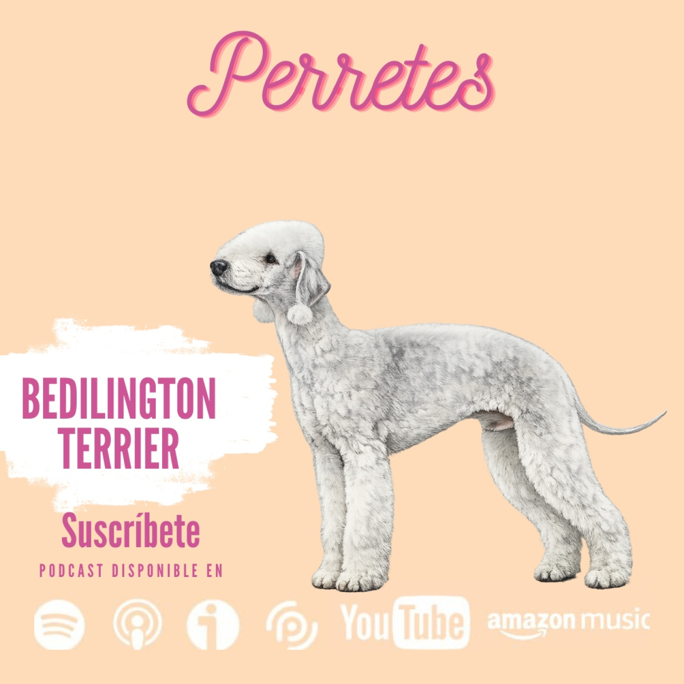 Ep109: Bedlington terrier episode artwork