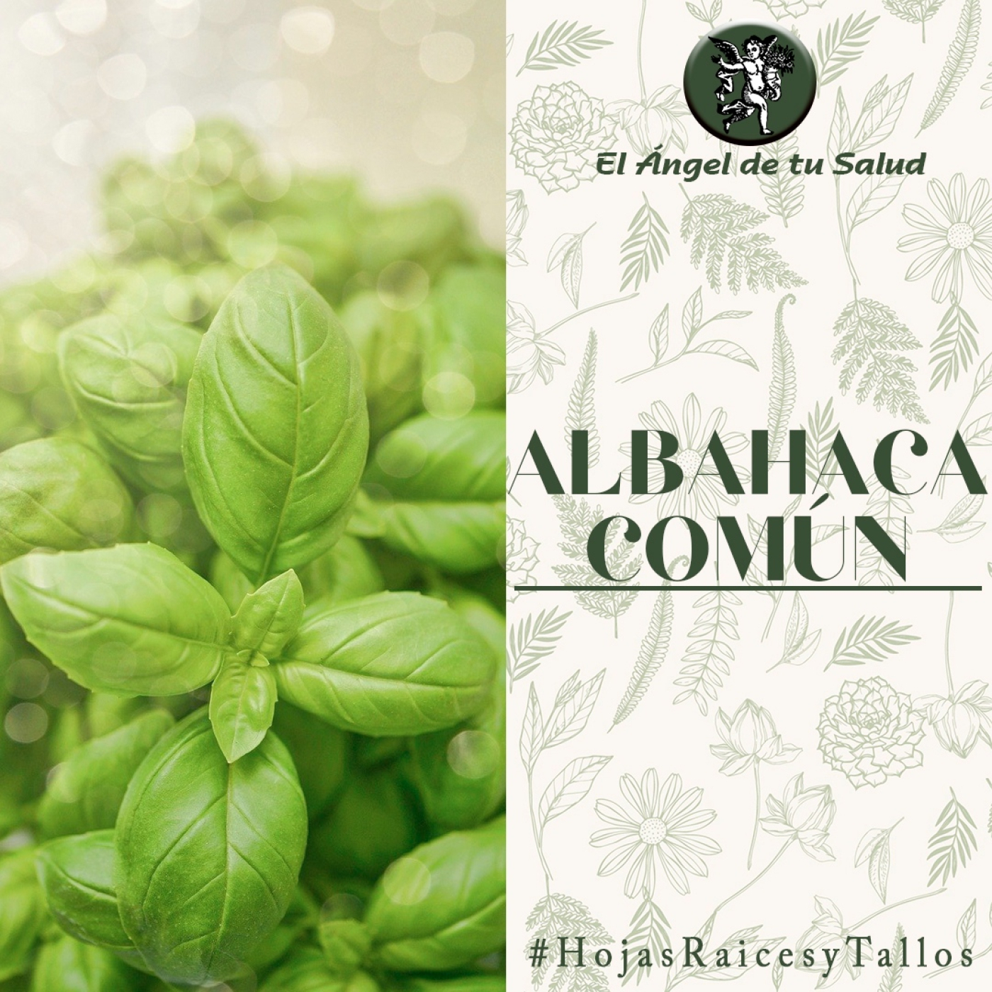 El Ángel de tu Salud - Albahaca común** episode artwork
