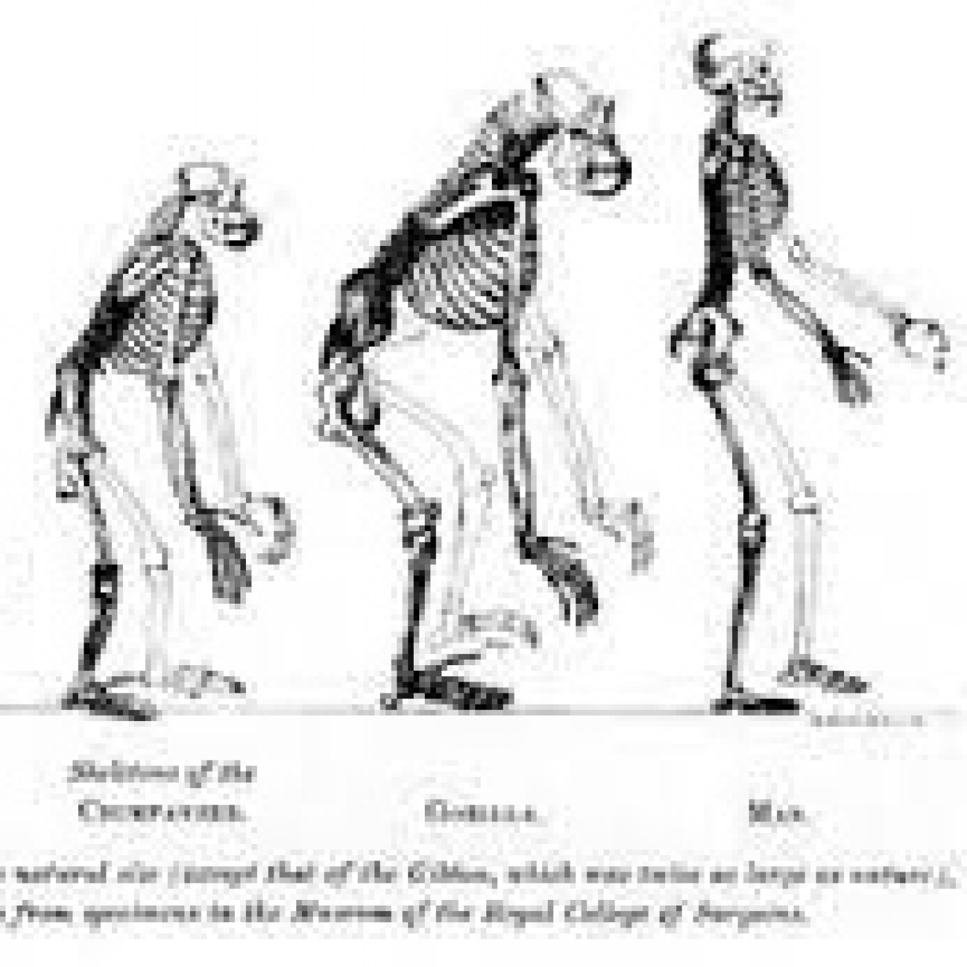 385 - El Origen Humano