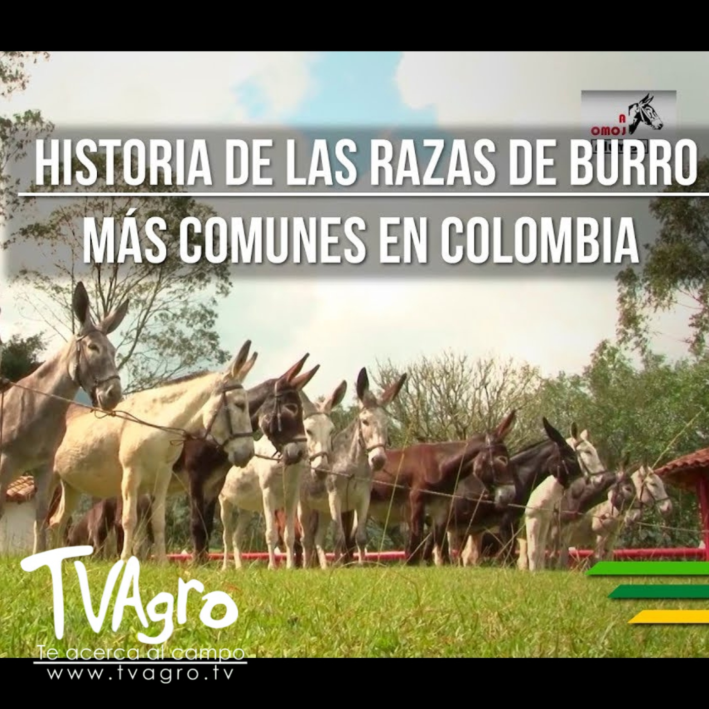 TV AGRO