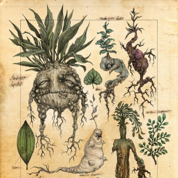 embed image
