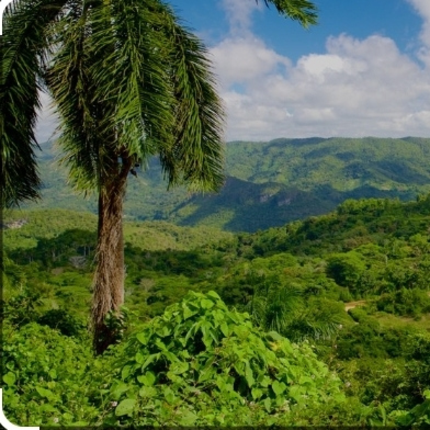 Los bosques cubanos y la mitigación del cambio climático: una obra necesaria