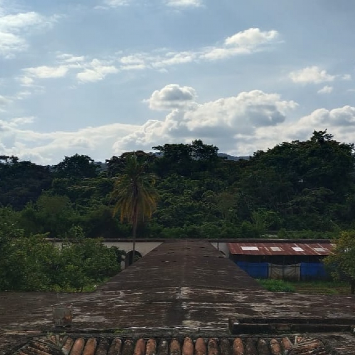 FLORES EN EL CONGO