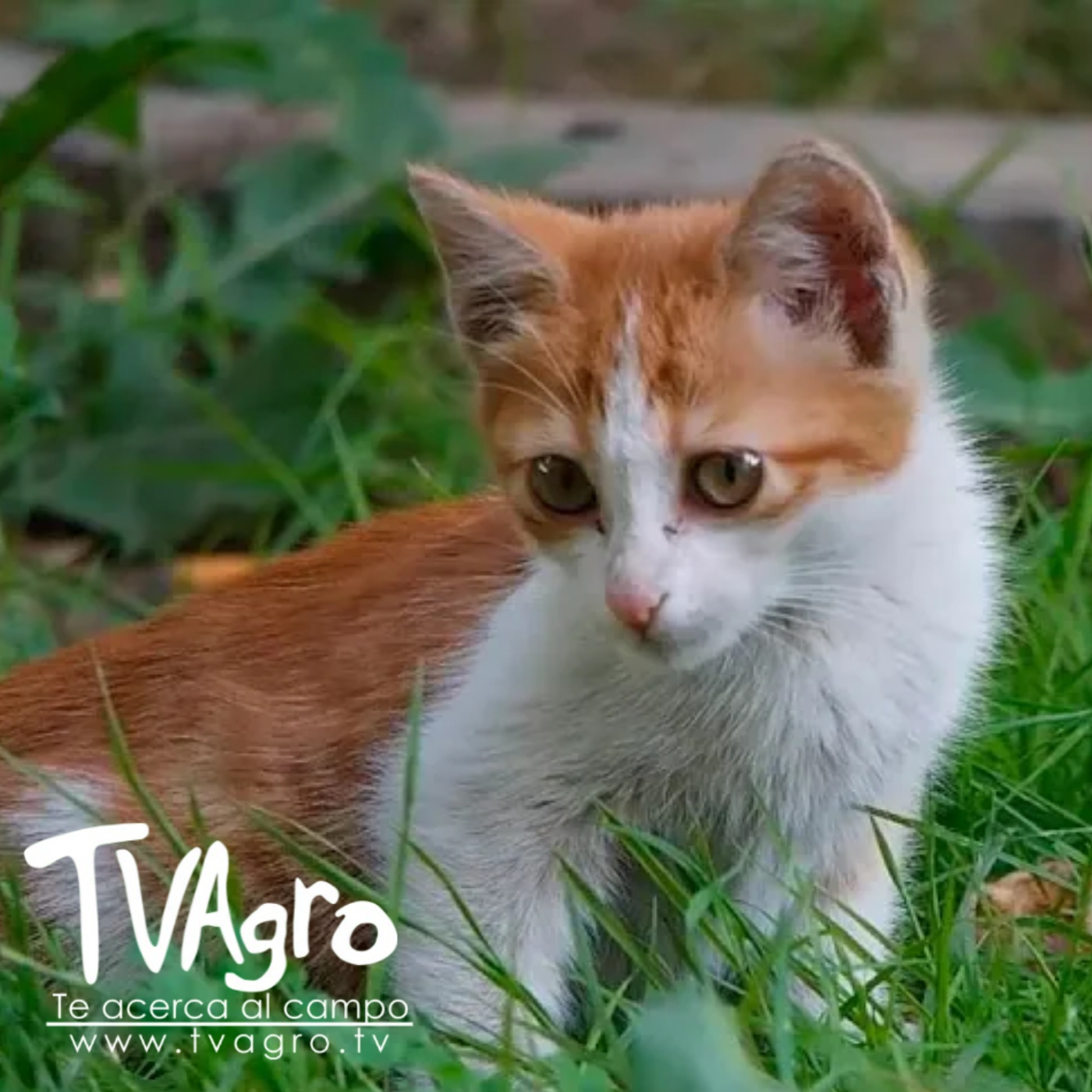 TV AGRO