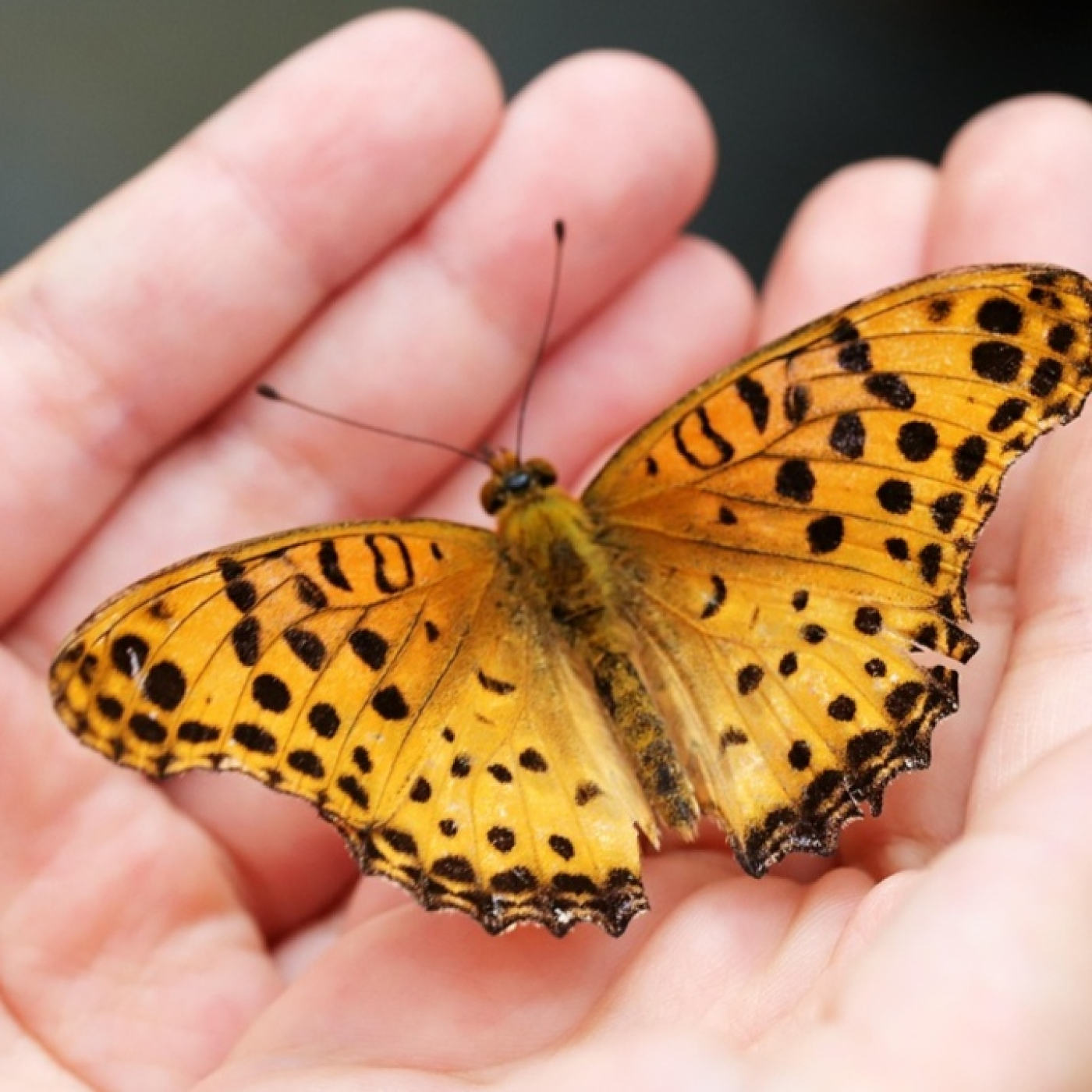 Roger Àlvarez Meditación