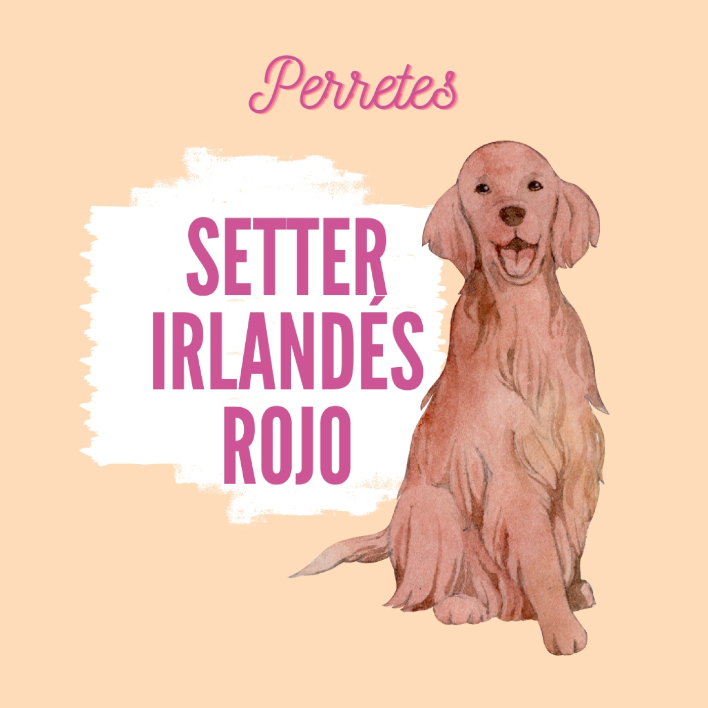 Perretes | Las razas de perros