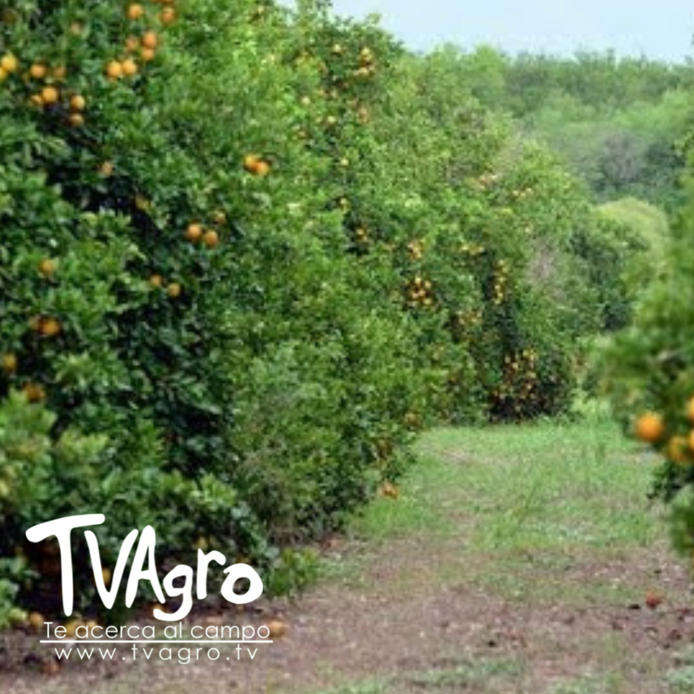 TV AGRO