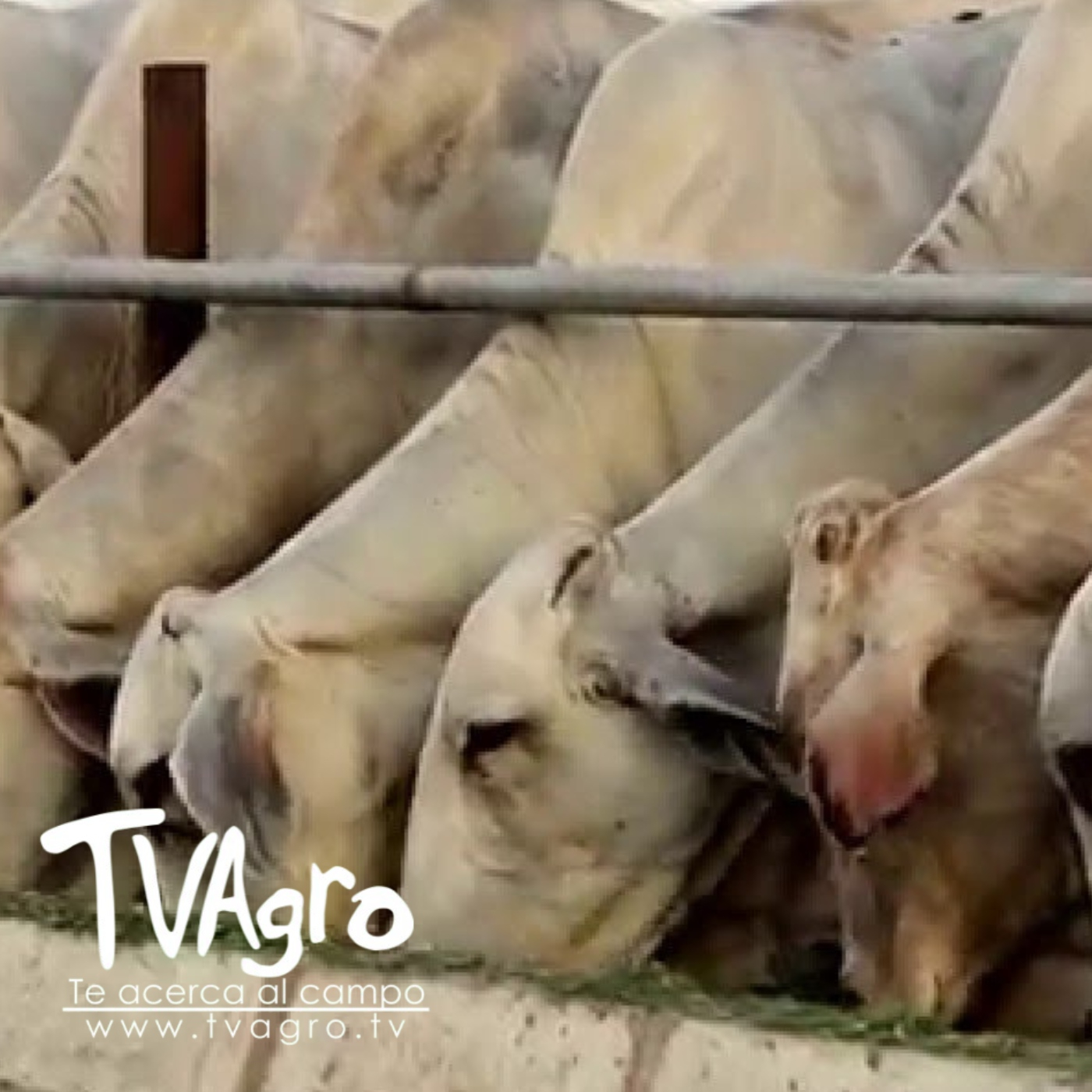 TV AGRO
