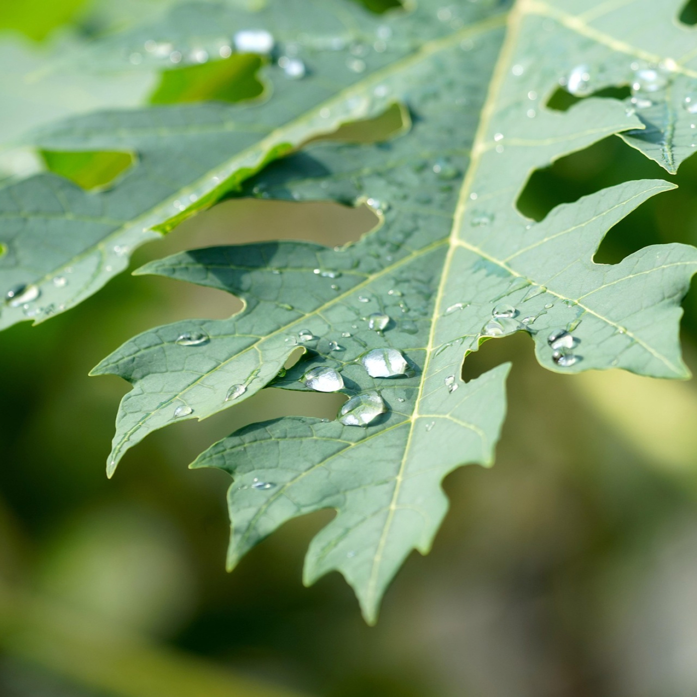 La frutabomba, más allá de su dulce sabor