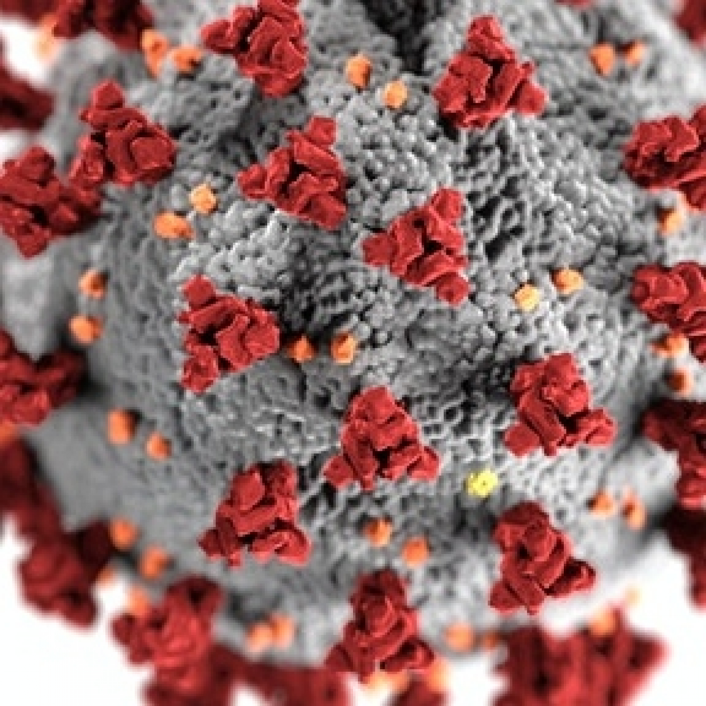 Virus  Muteixon