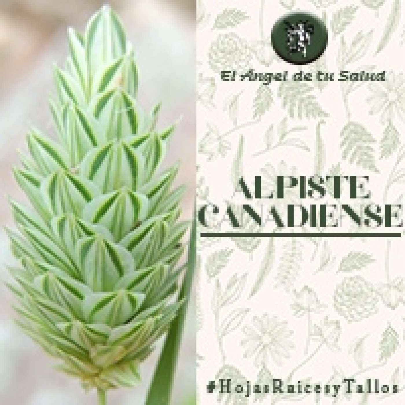 El Ángel de tu Salud - Alpiste Canadiense** episode artwork