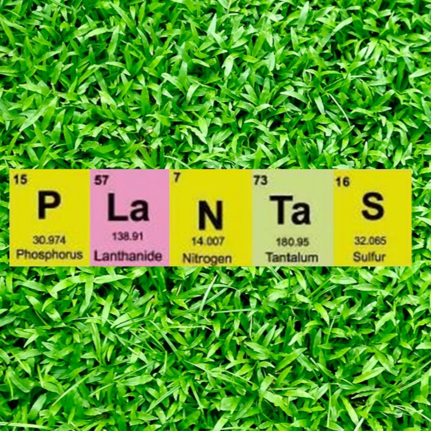Fascinacion por las Plantas - 105 - Algarrobos de muchos quilates