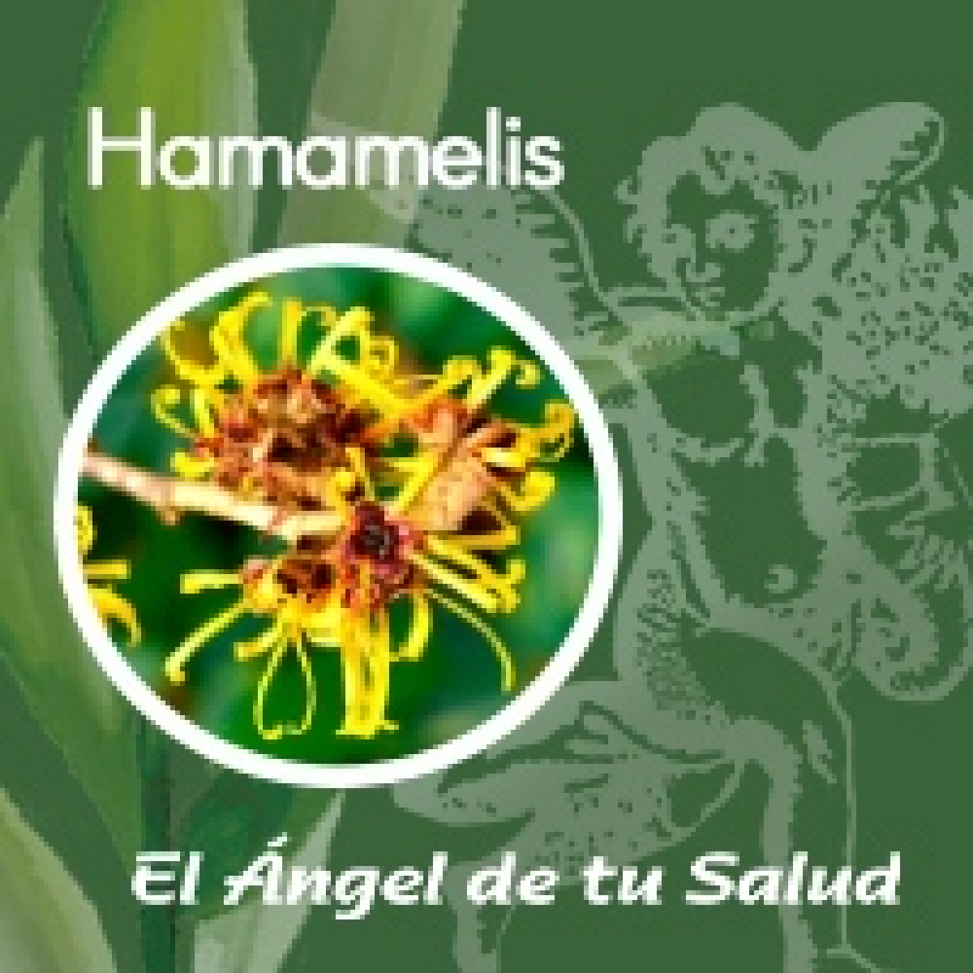 El Ángel de tu Salud - Hamamelis** episode artwork