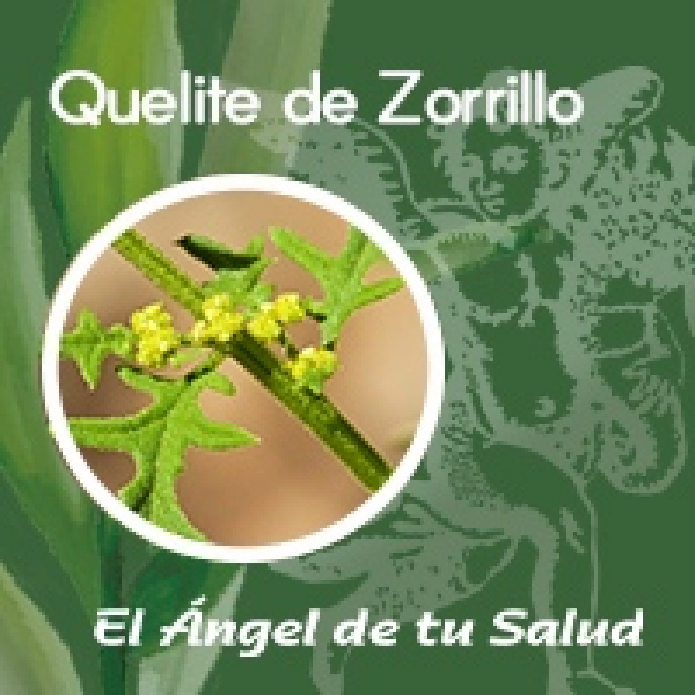 El Ángel de tu Salud - Quelite de Zorrillo**