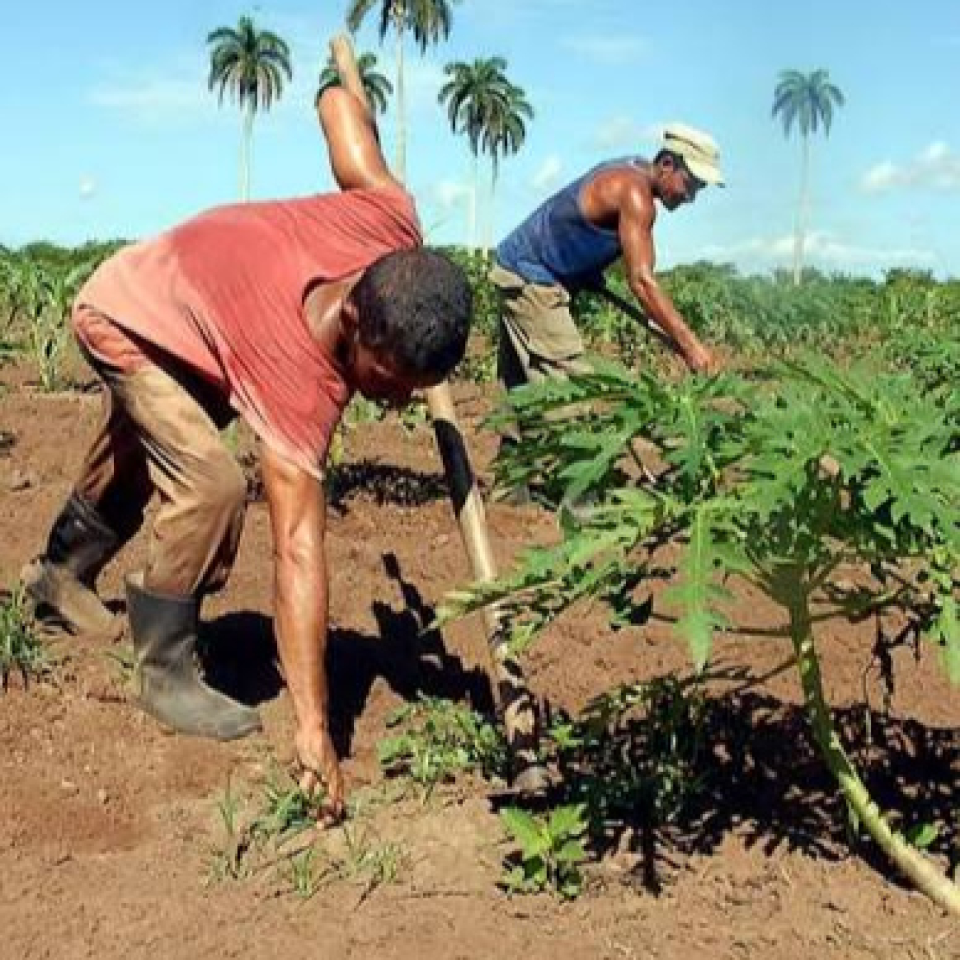 Sector campesino en Sibanicú implementa alternativas para concluir la siembra de primavera episode artwork