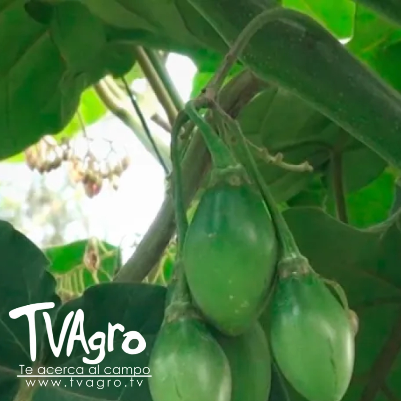 TV AGRO