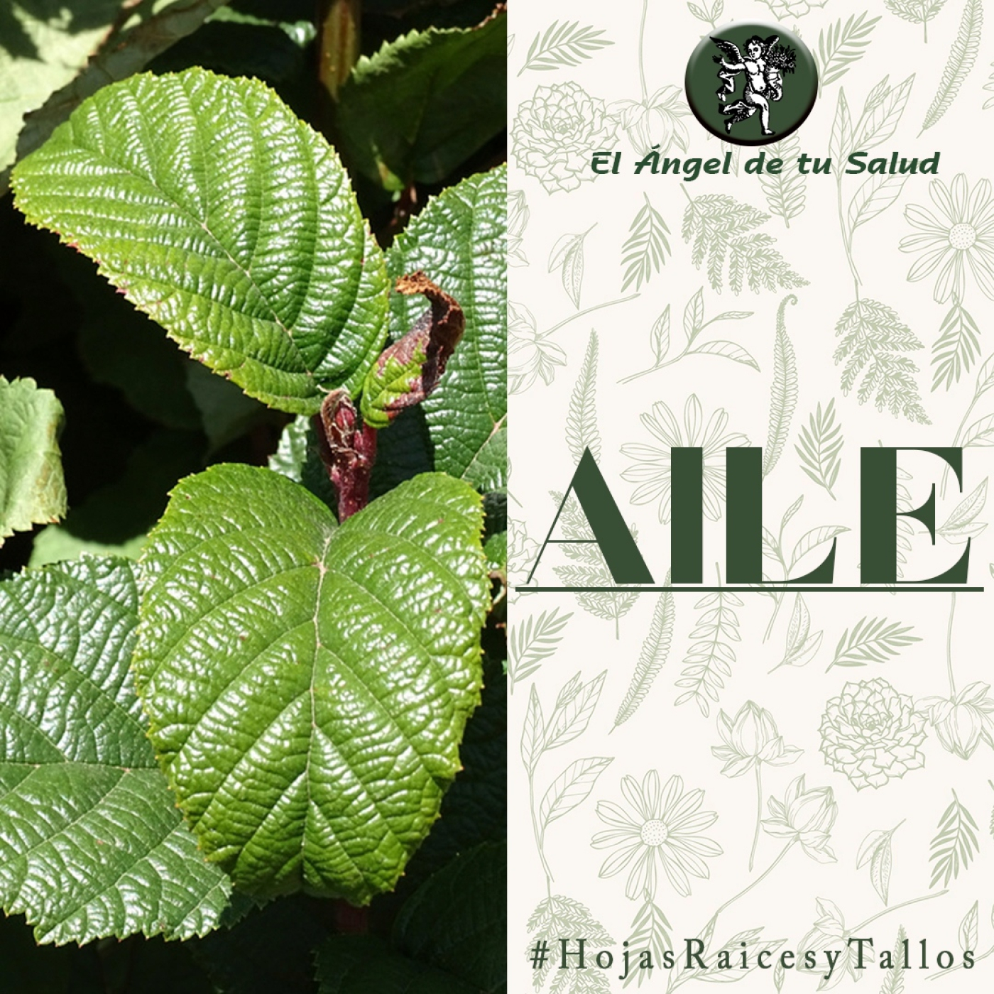 El Ángel de tu Salud - Ailé** episode artwork