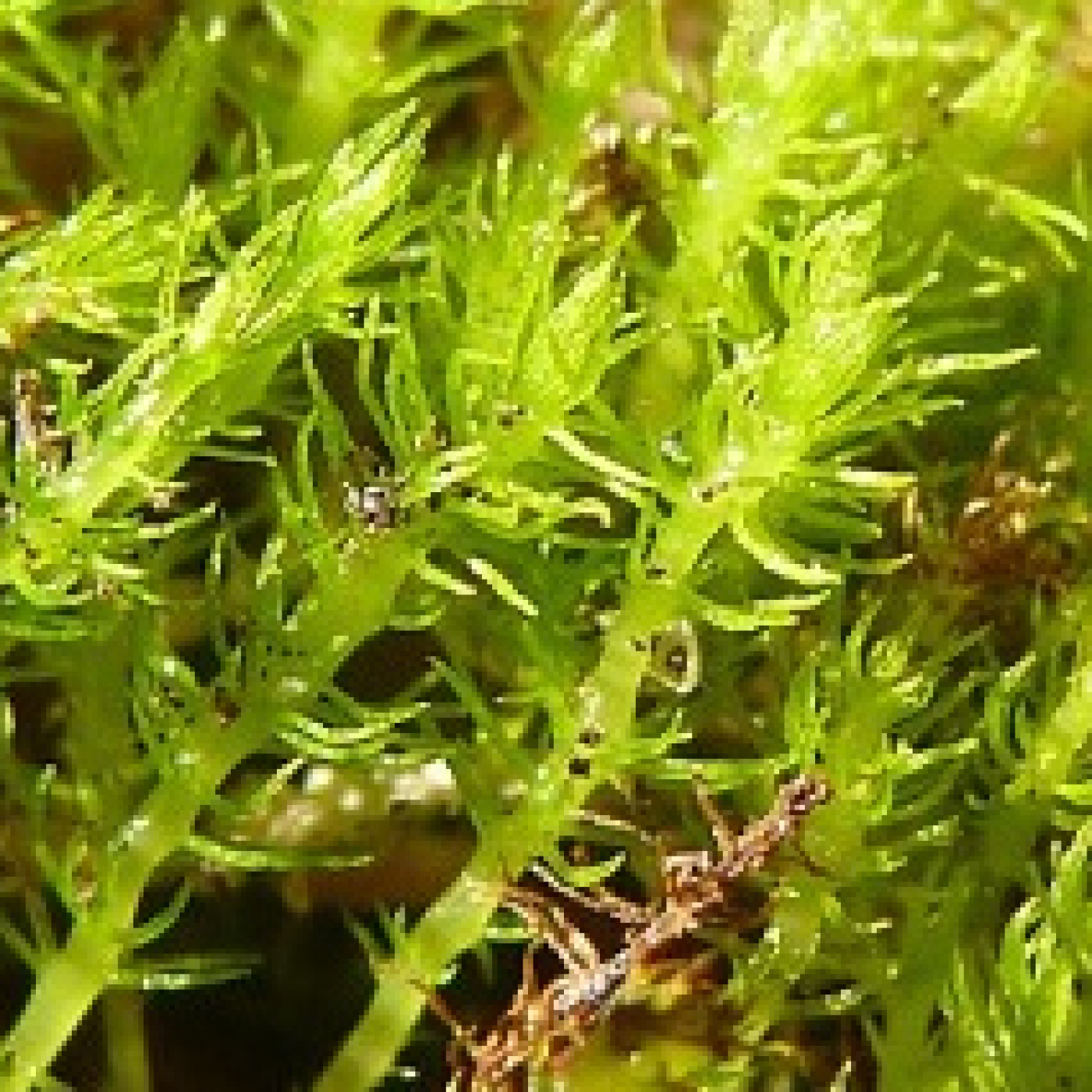 Podcast Fascinación por las plantas