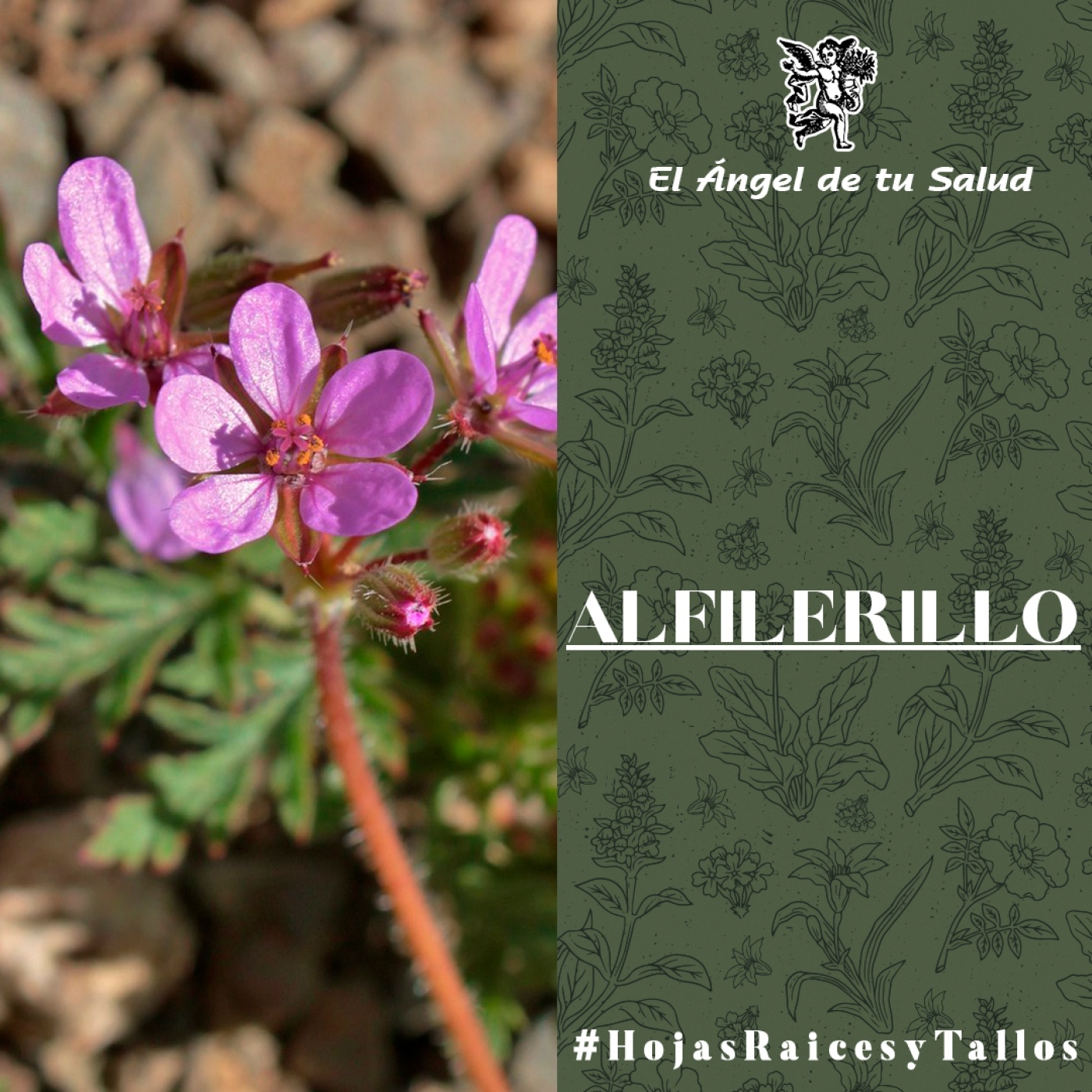 El Ángel de tu Salud - Alfilerillo**