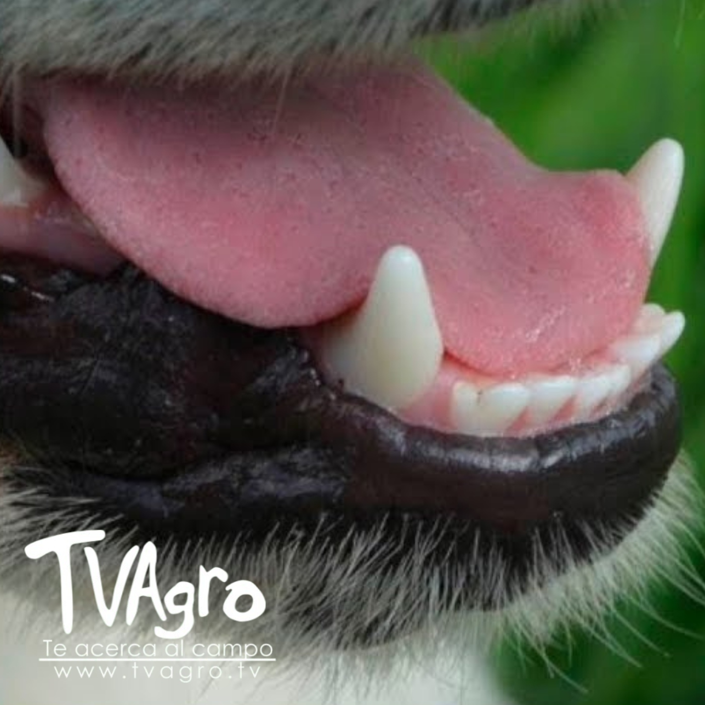 TV AGRO