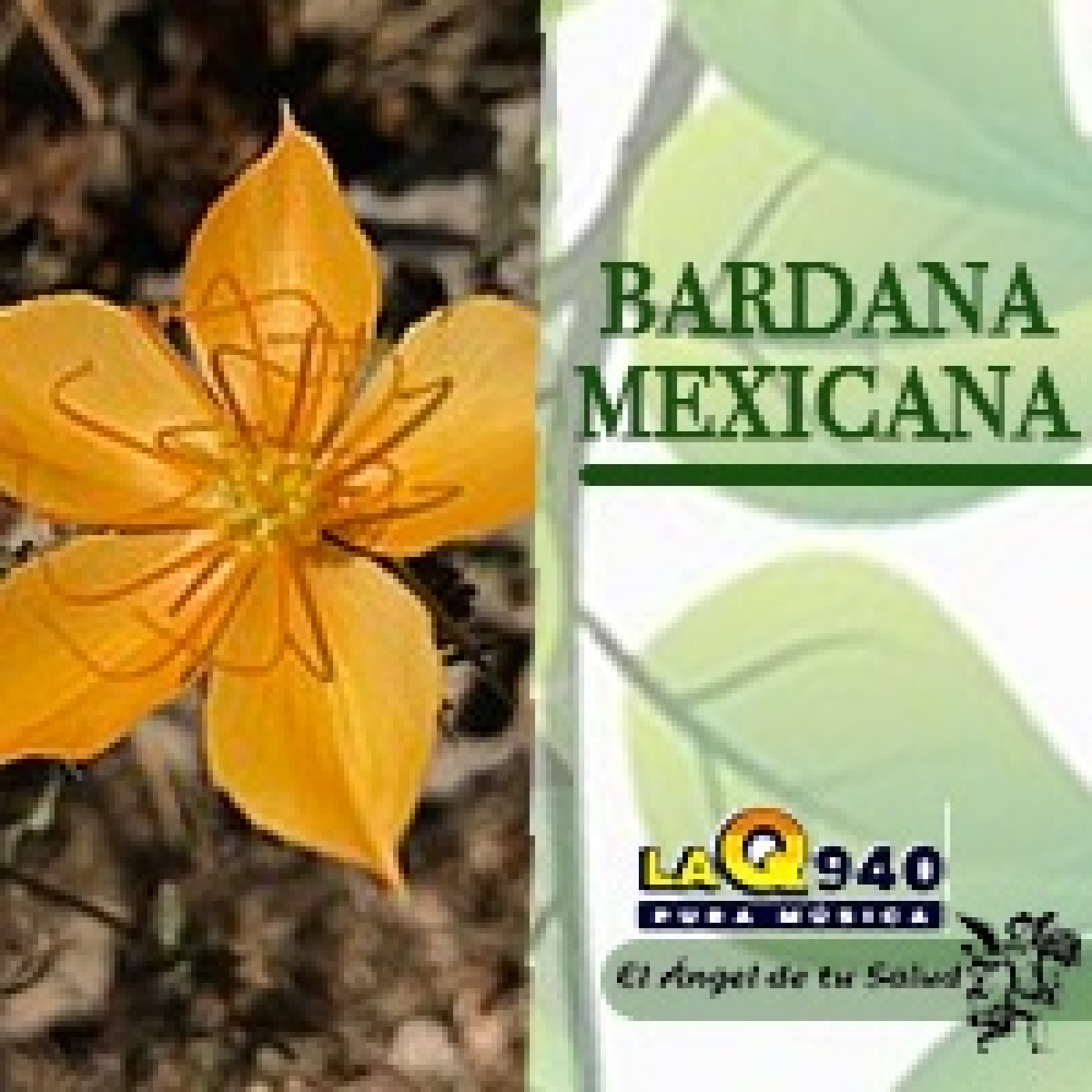 El Ángel de tu Salud - Bardana Mexicana**