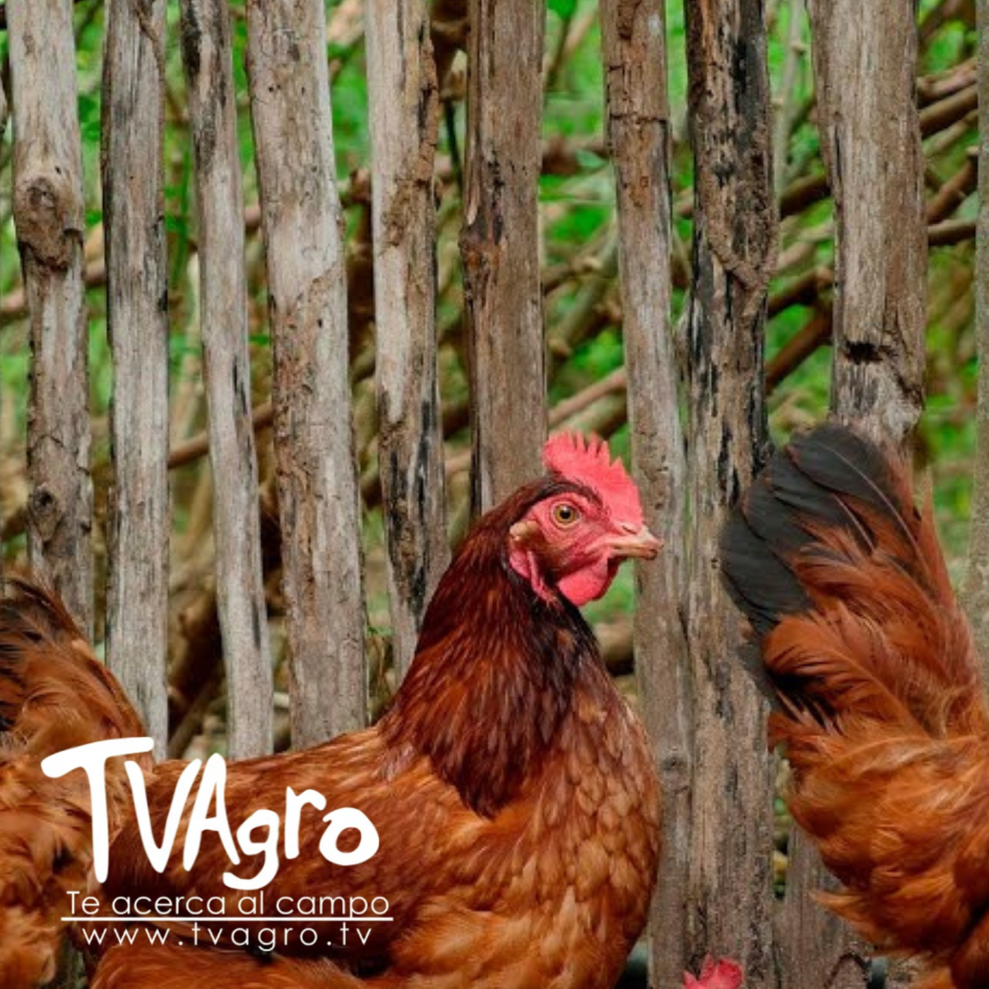 TV AGRO