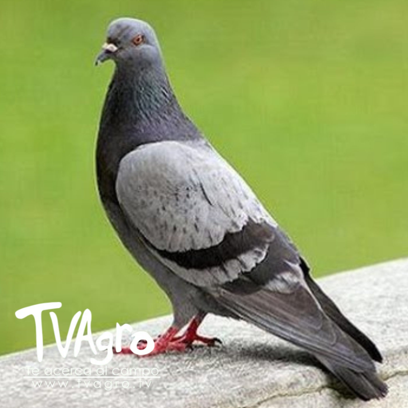 TV AGRO