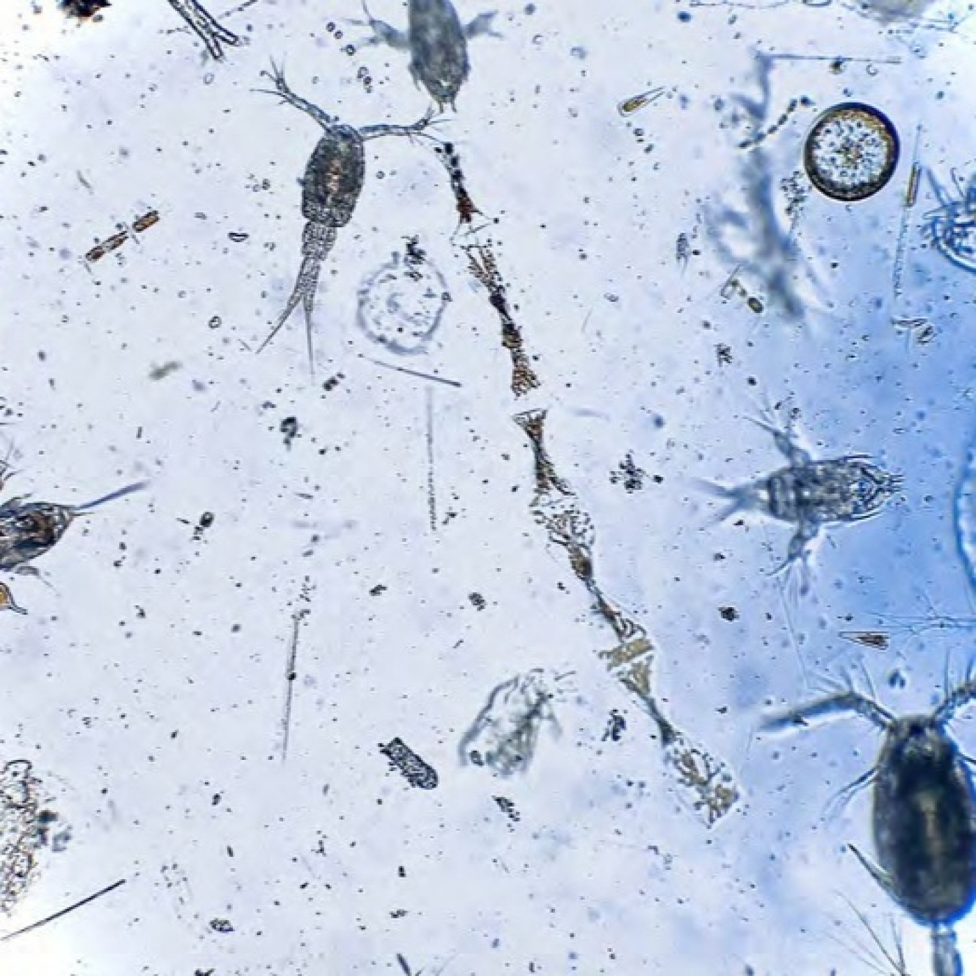 Fotciencia19