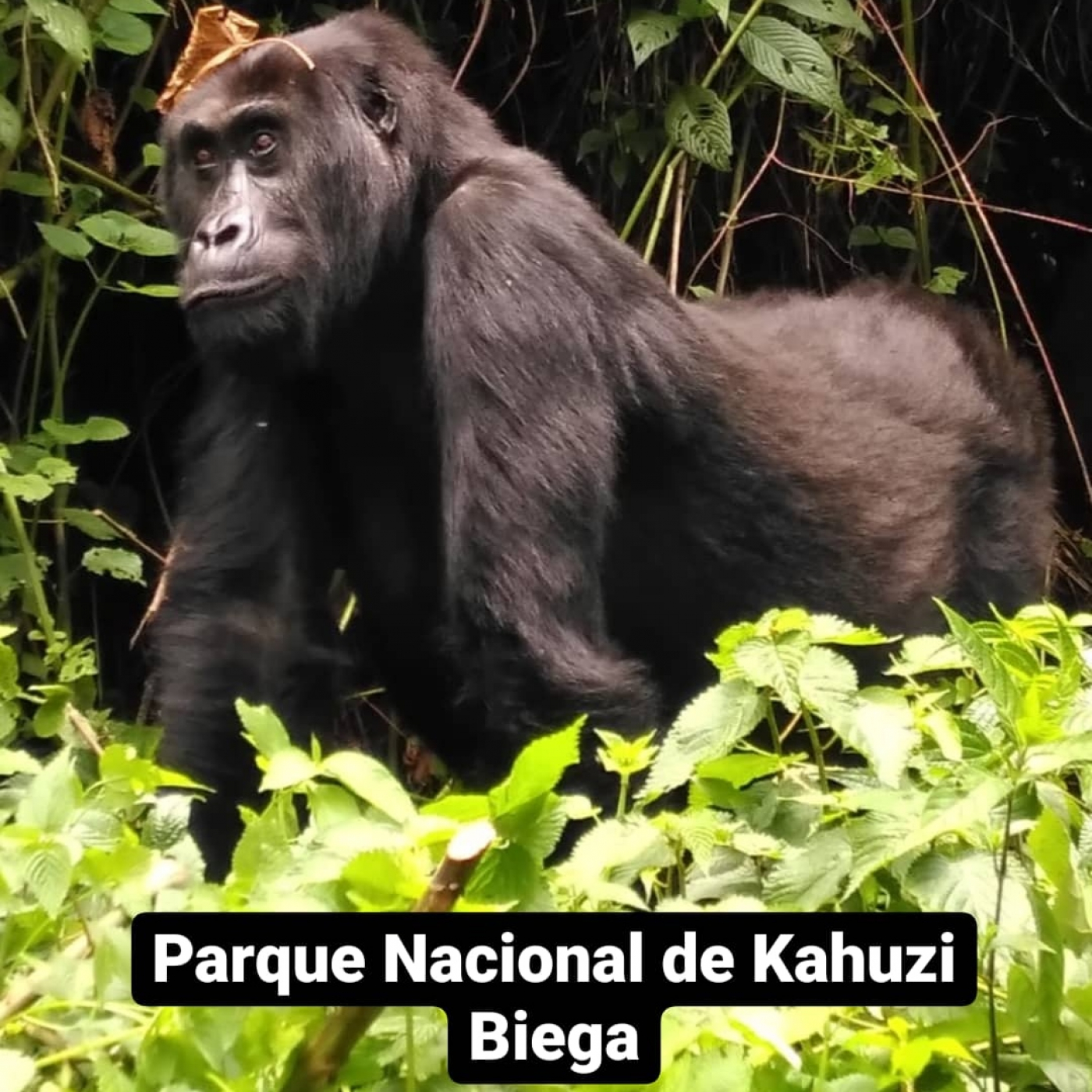 FLORES EN EL CONGO
