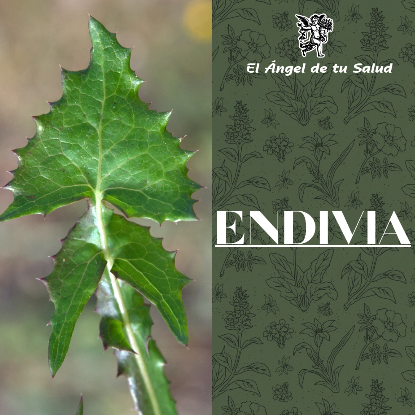 El Ángel de tu Salud - Endivia**
