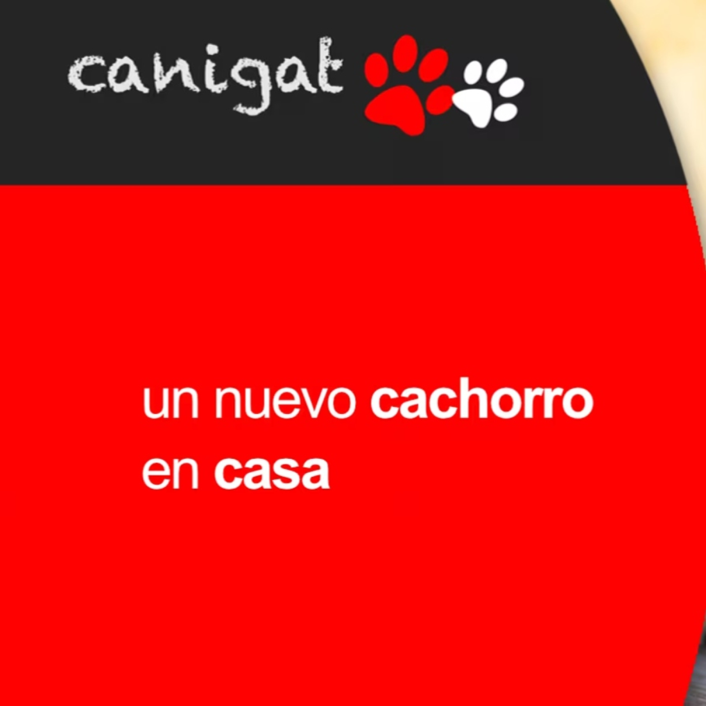 Consejos veterinarios de perros y gatos by canigat