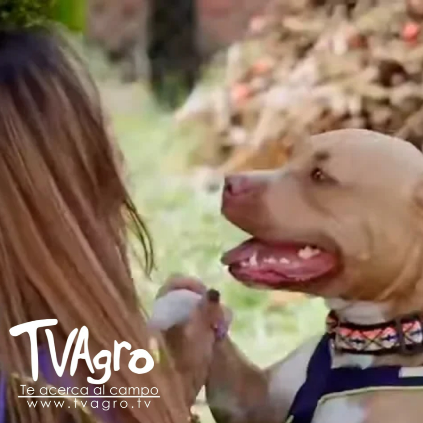 TV AGRO