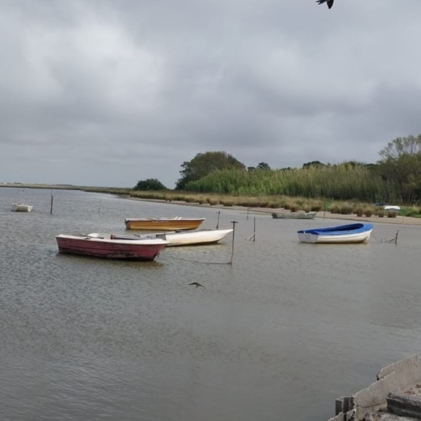 Planeta Pesca