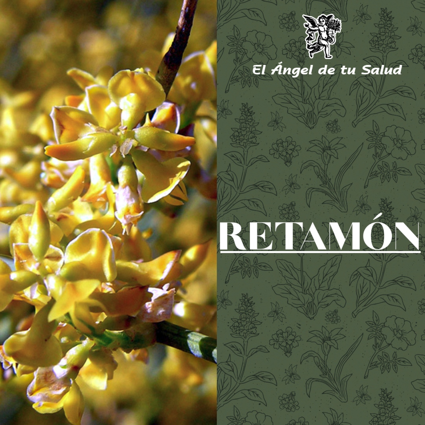 El Ángel de tu Salud - Retamón**