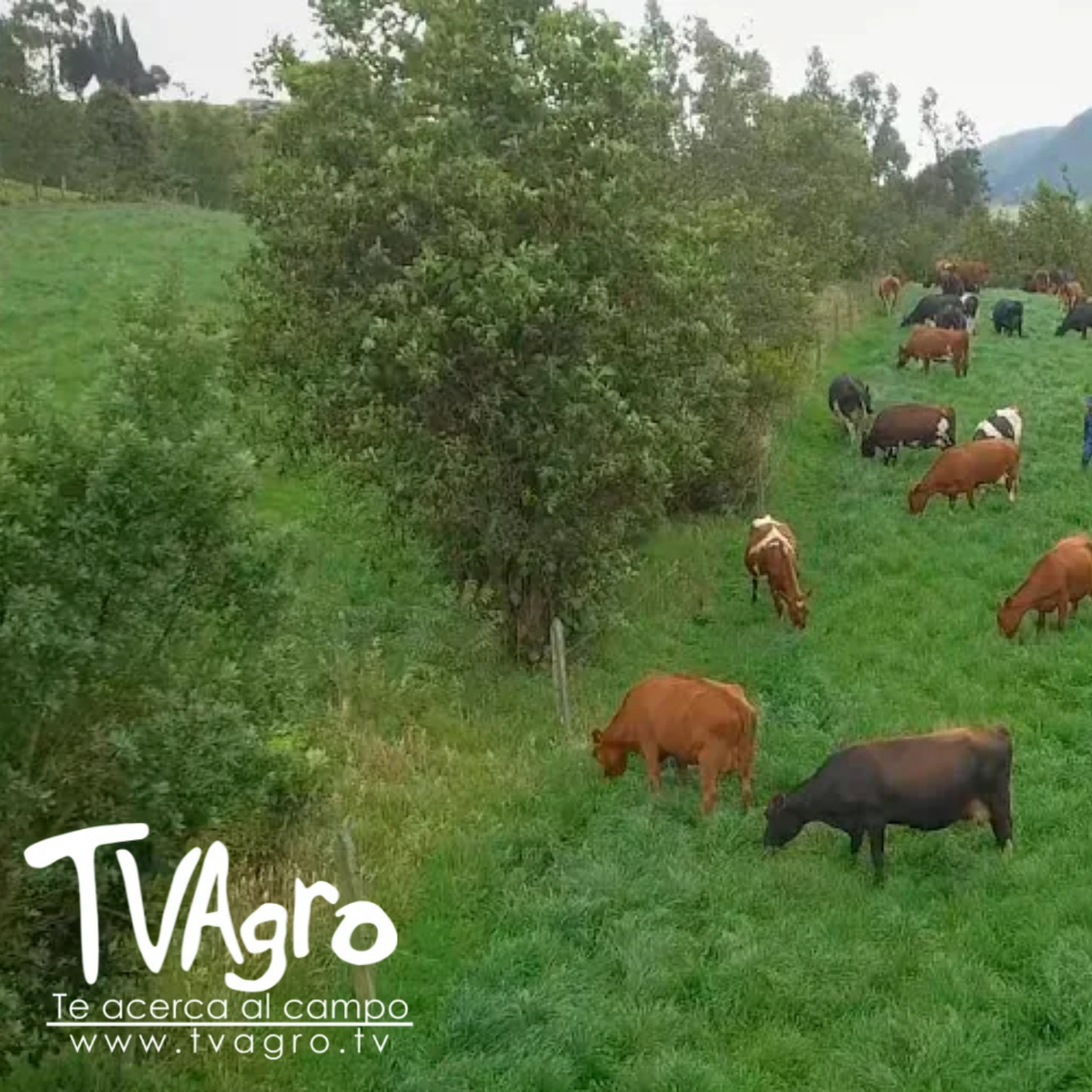 TV AGRO