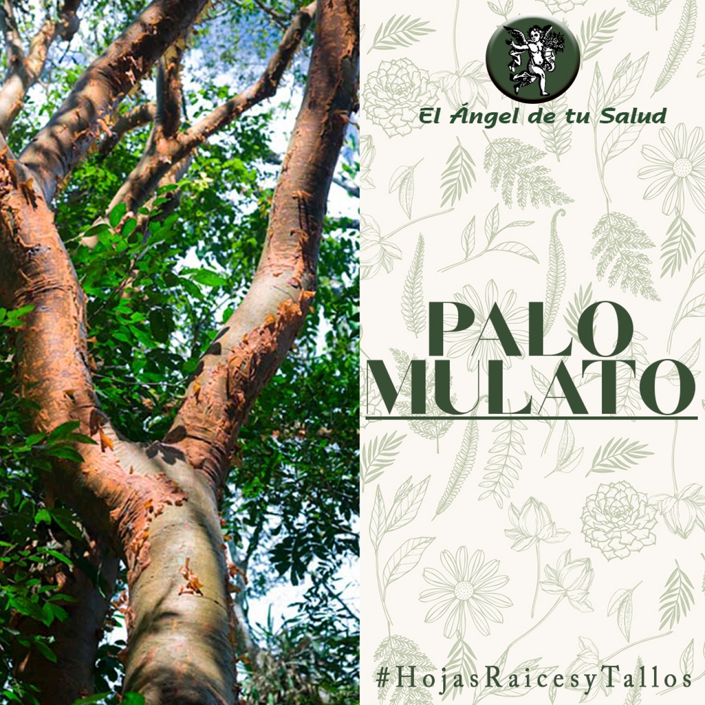 El Ángel de tu Salud - Palo Mulato** episode artwork