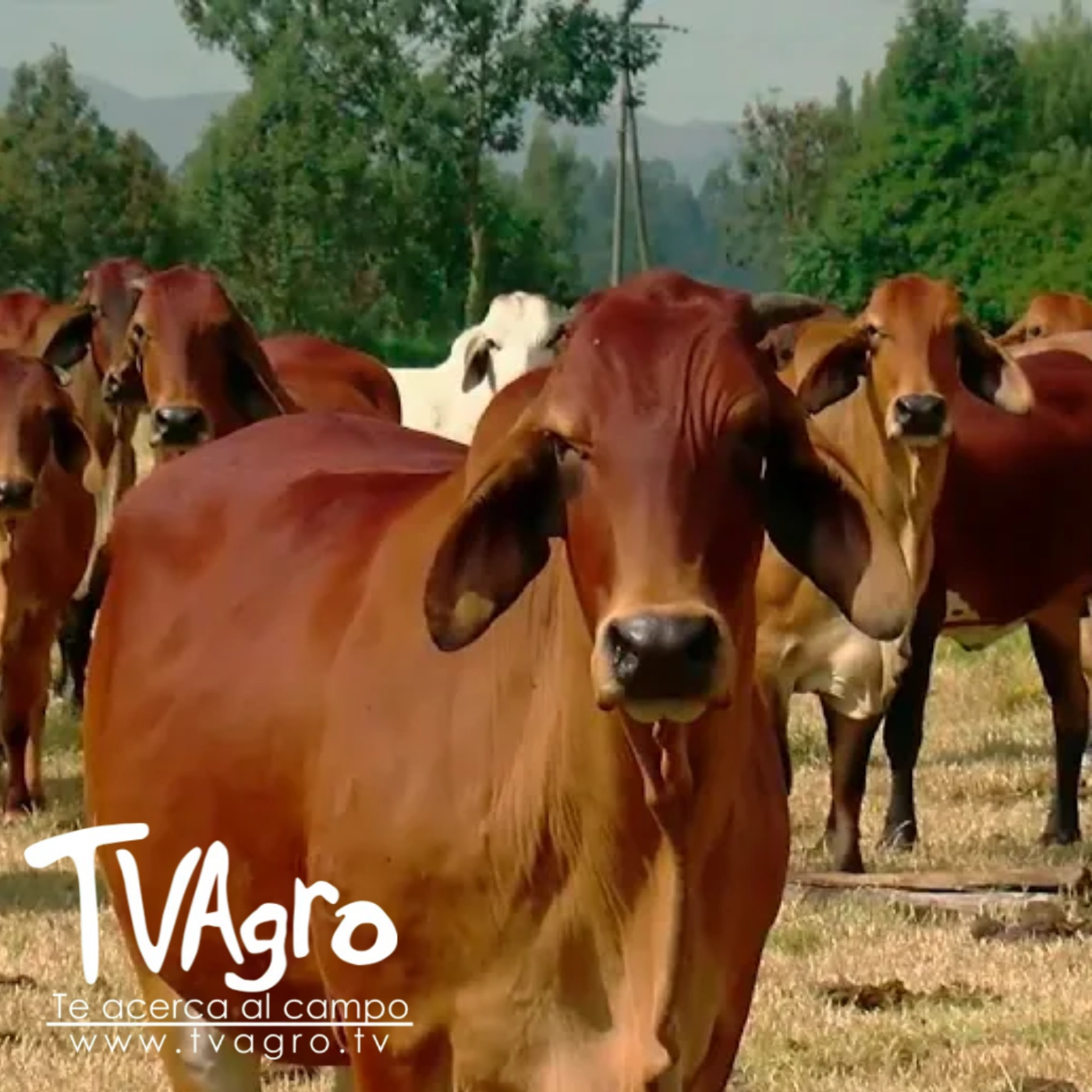 TV AGRO