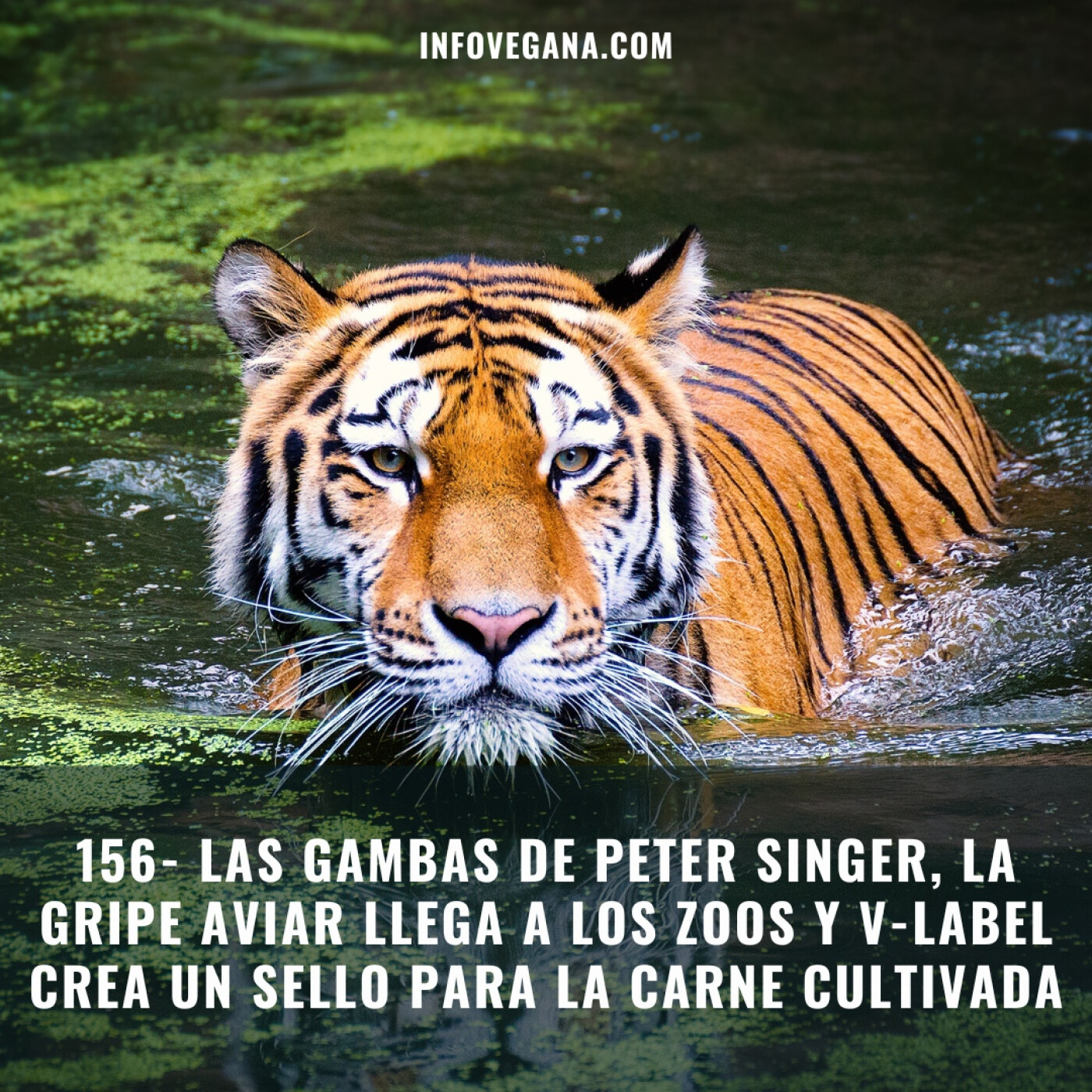 156- LAS GAMBAS DE PETER SINGER, LA GRIPE AVIAR LLEGA A LOS ZOOS Y V-LABEL CREA UN SELLO PARA LA CARNE CULTIVADA | Infov