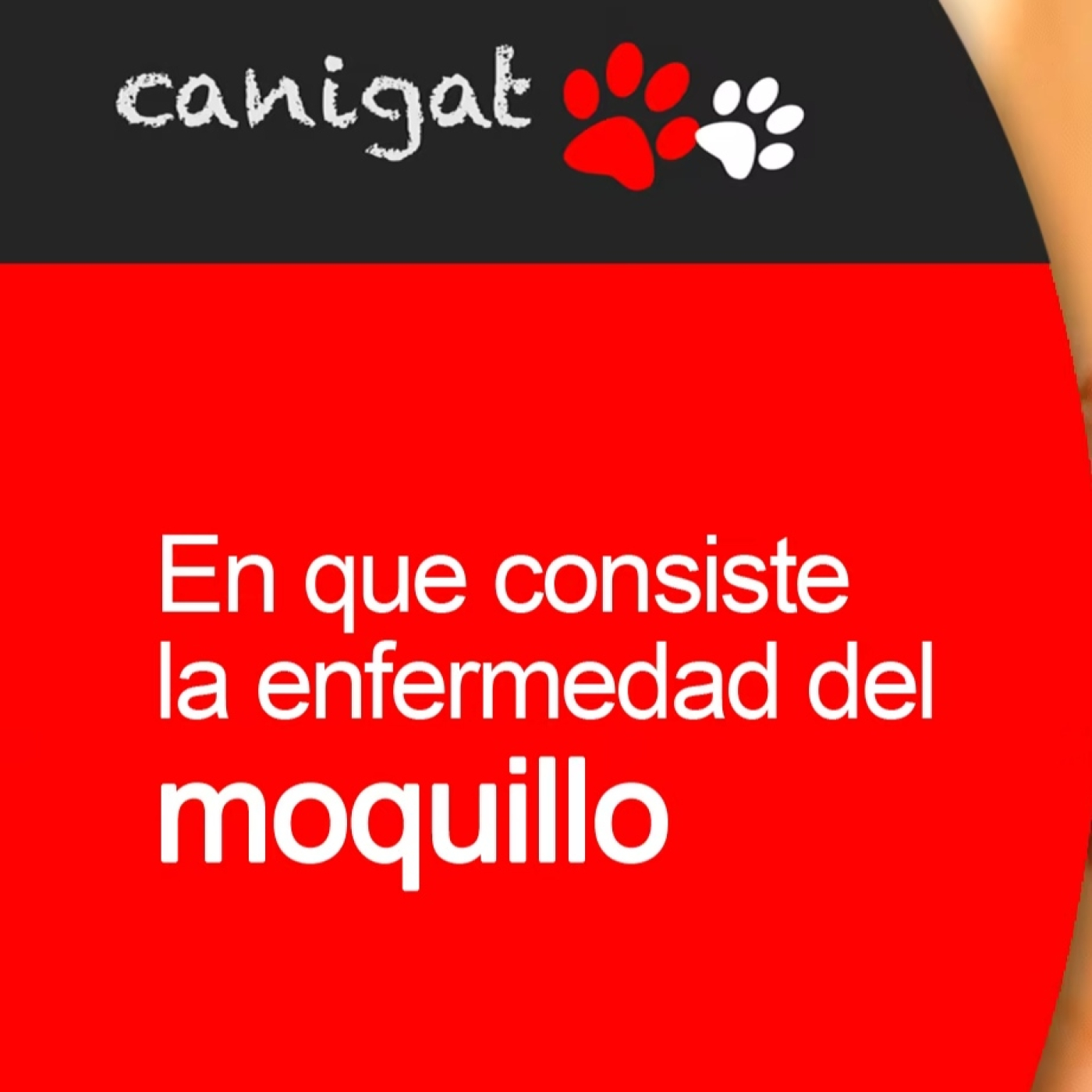 Consejos veterinarios de perros y gatos by canigat