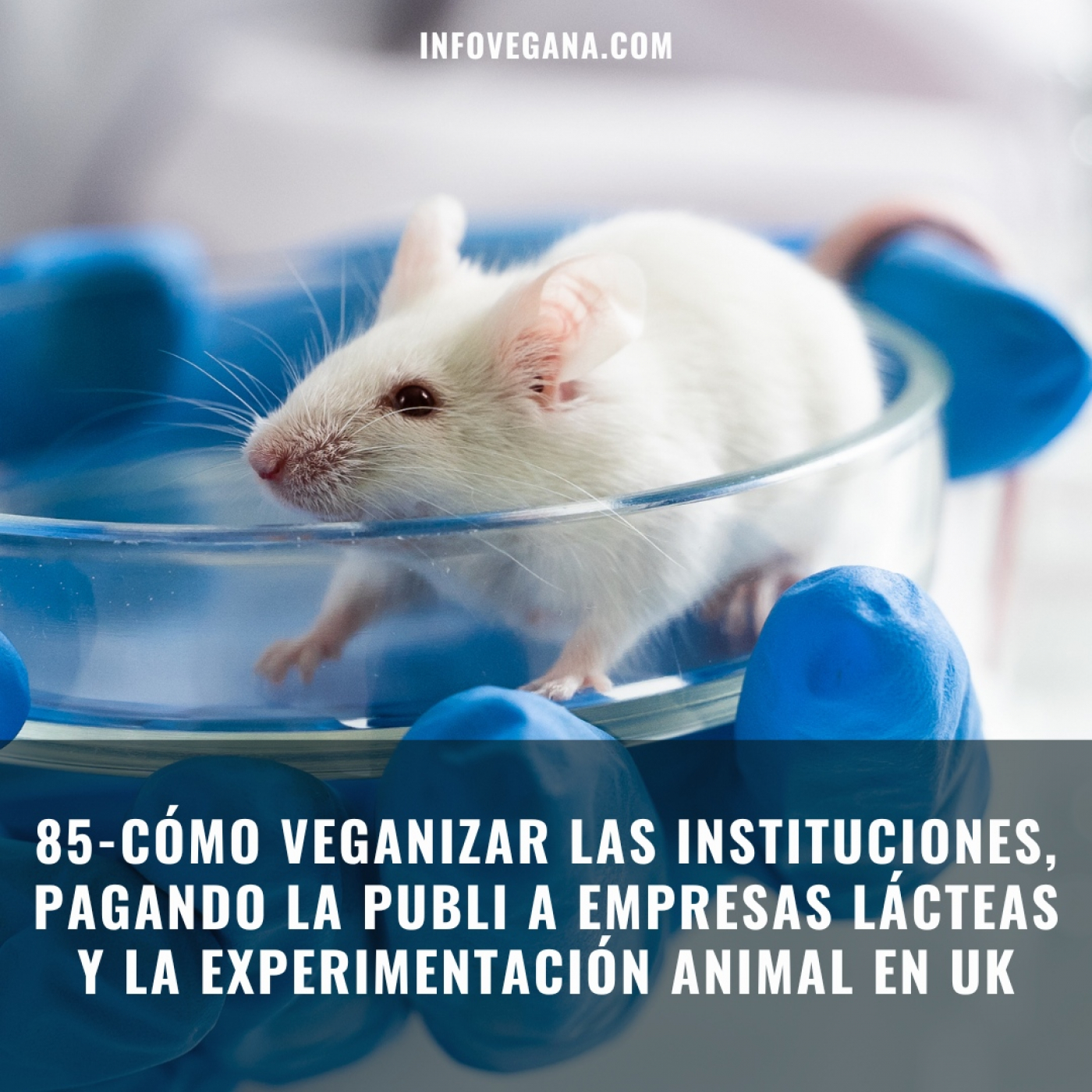Infovegana, podcast de veganismo y sostenibilidad
