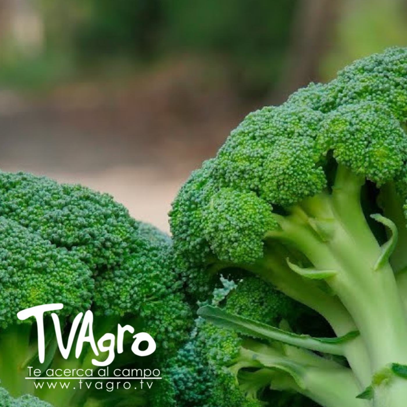 TV AGRO