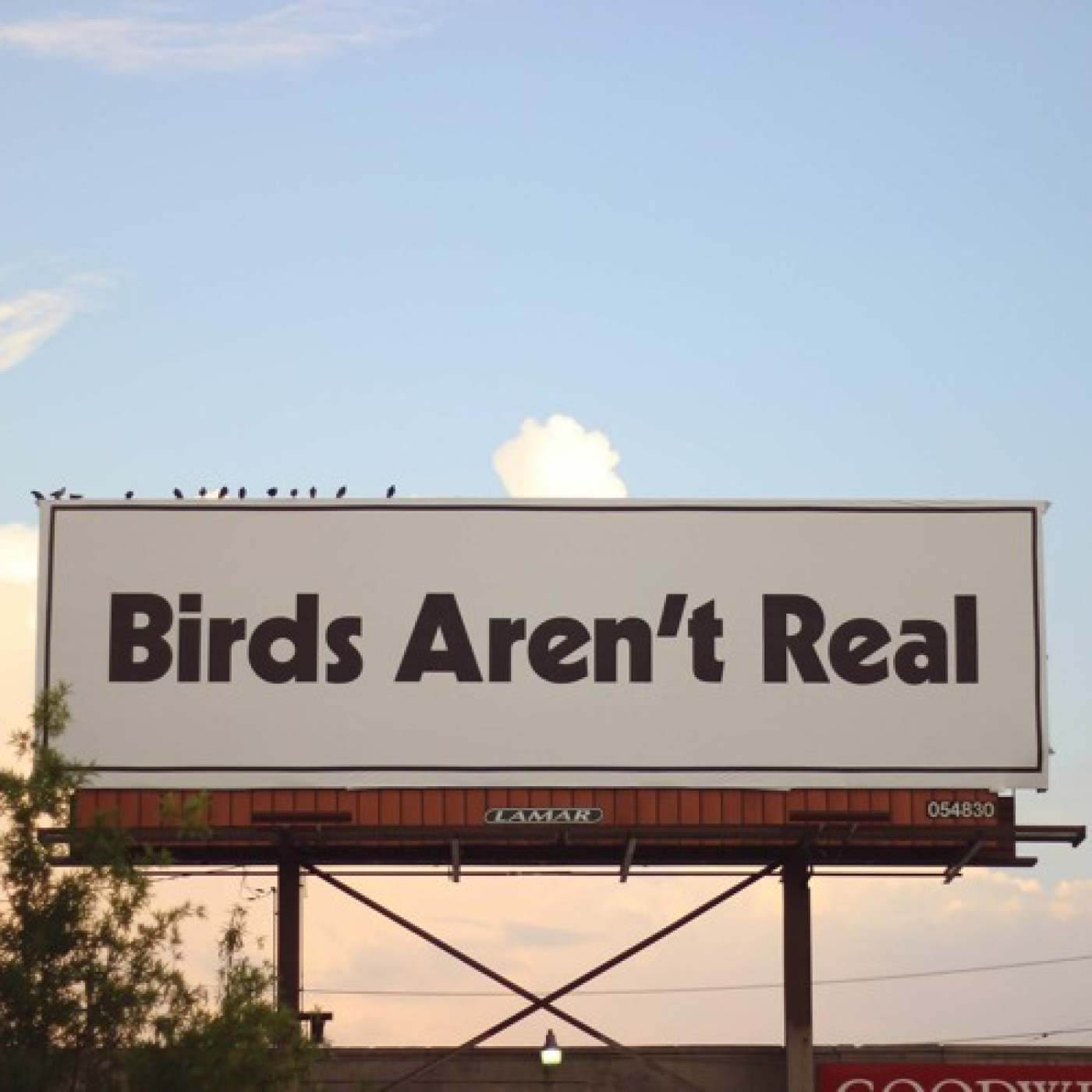 Natalia García: ¿Las aves son reales o son drones? episode artwork