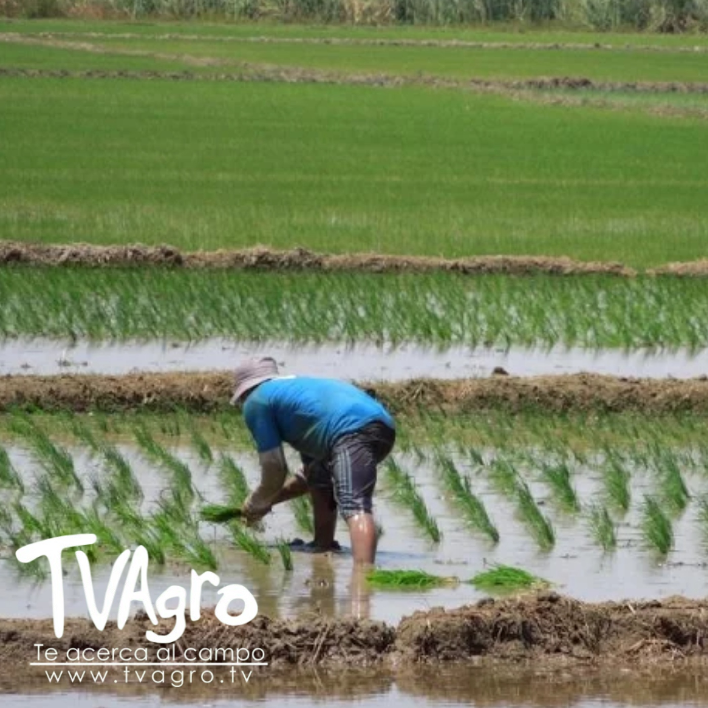 TV AGRO